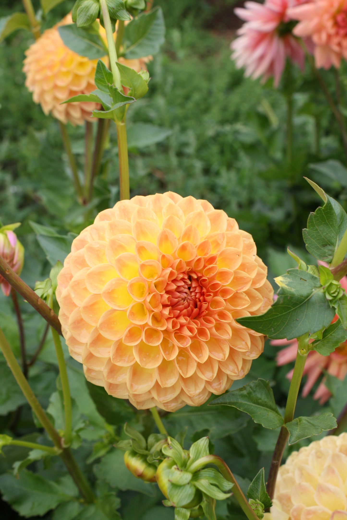 Blyton Softer Gleam Dahlia Tuber