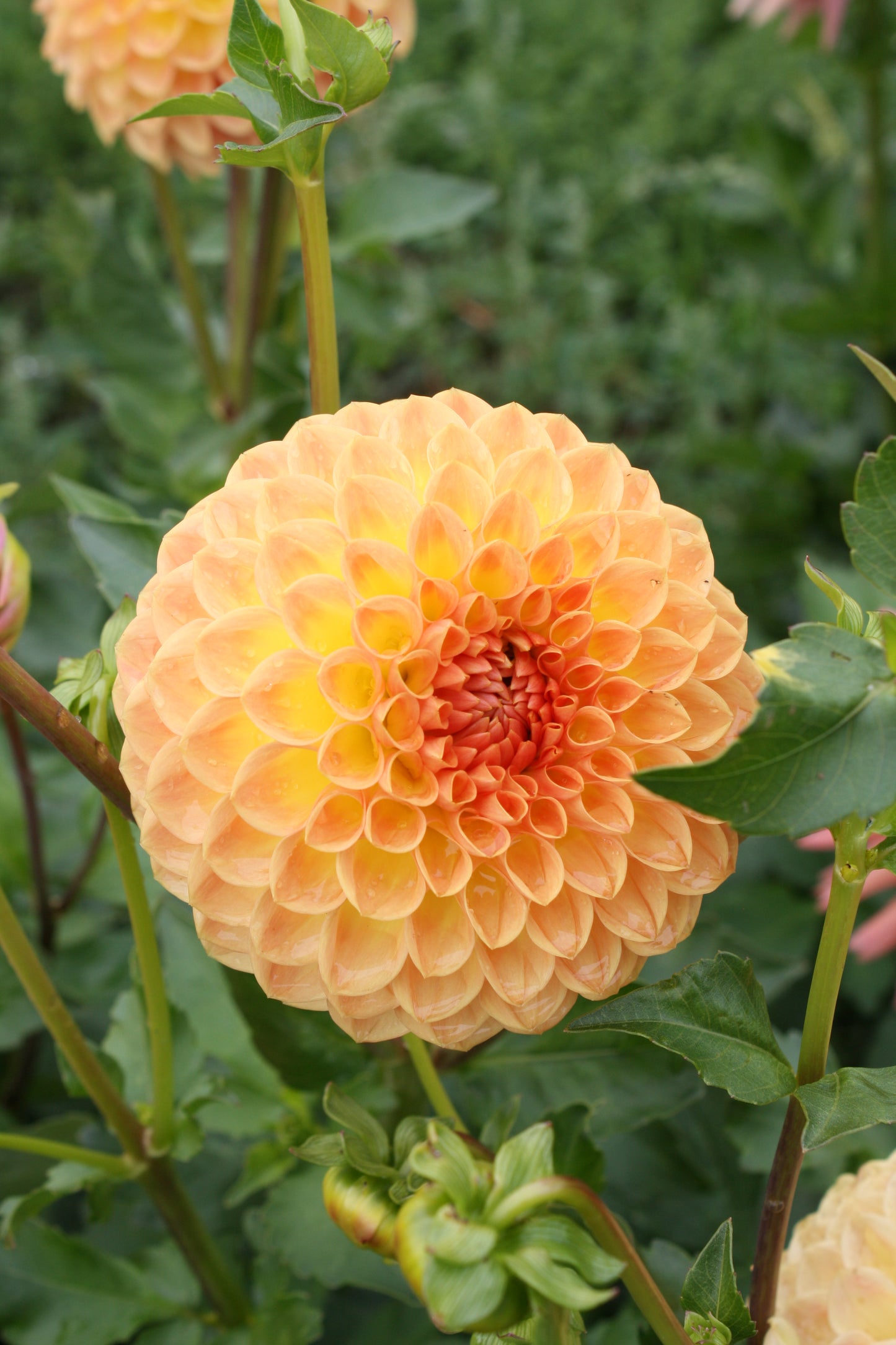 Blyton Softer Gleam Dahlia Tuber