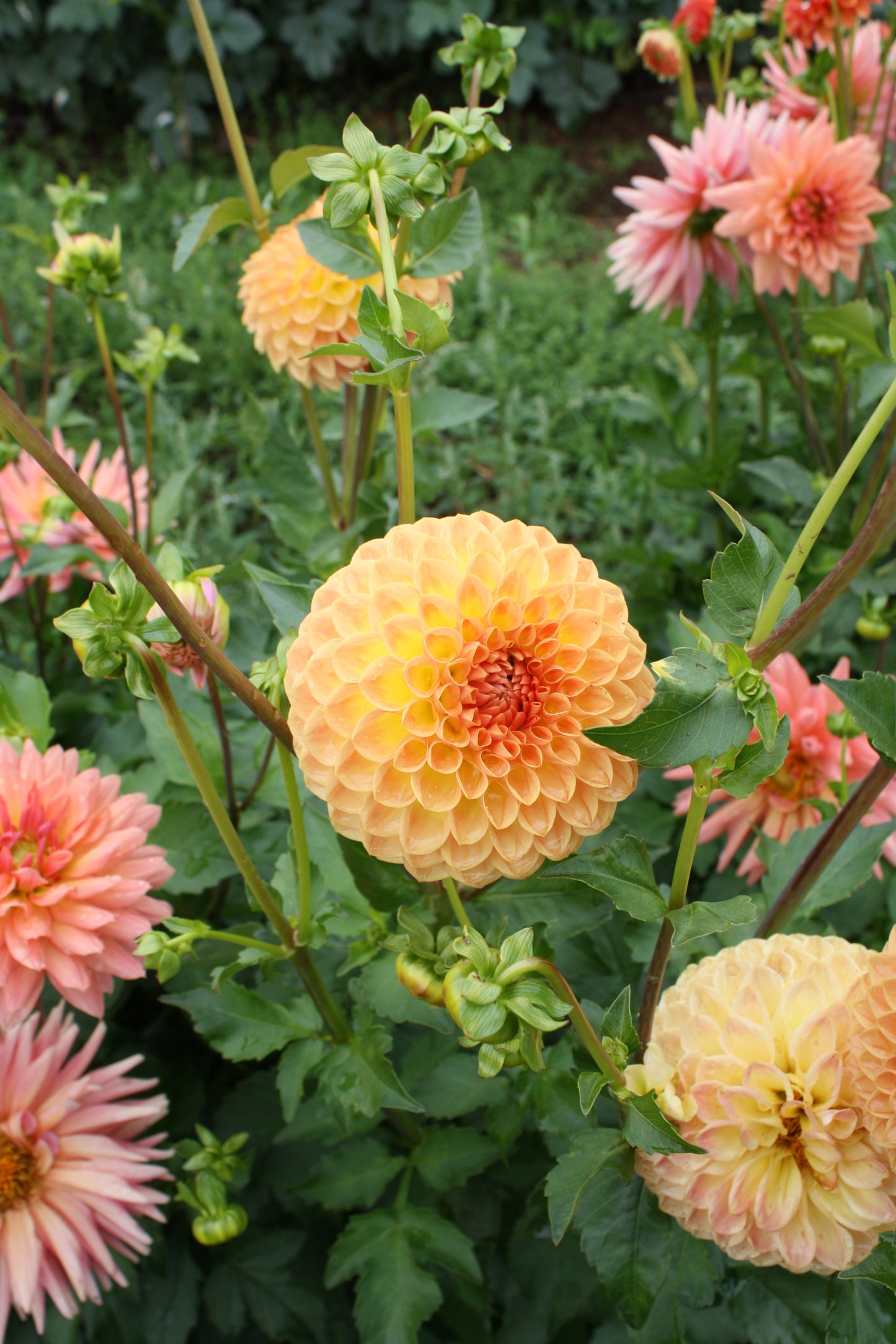 Blyton Softer Gleam Dahlia Tuber