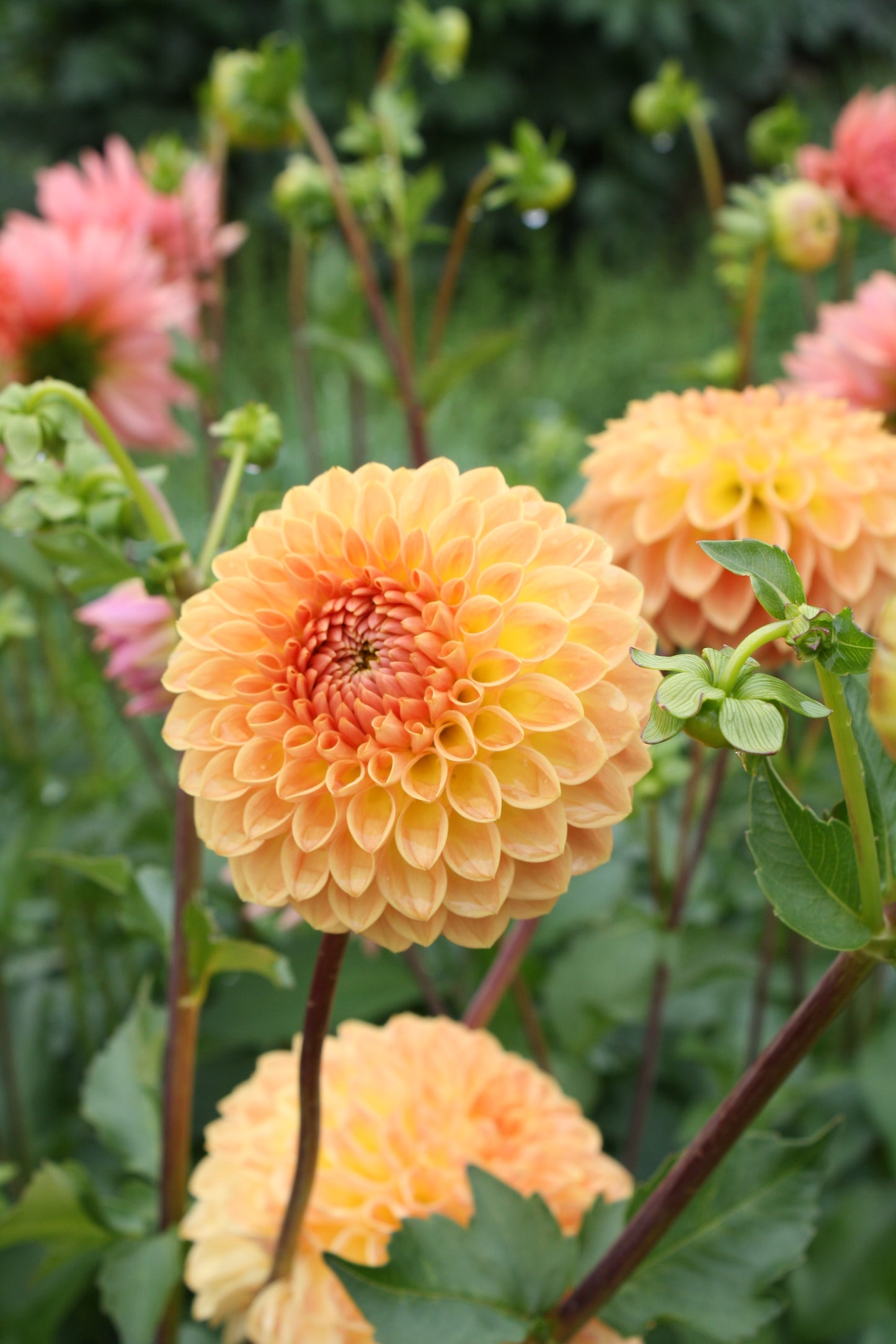Blyton Softer Gleam Dahlia Tuber