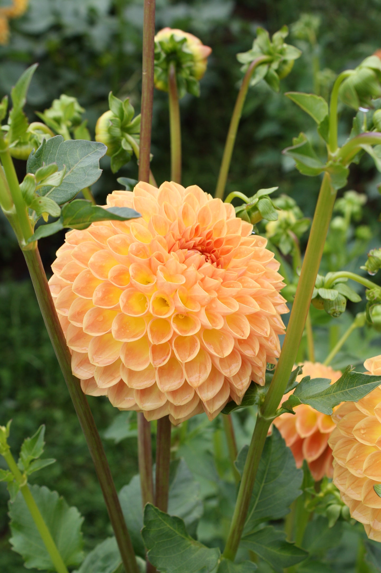 Blyton Softer Gleam Dahlia Tuber