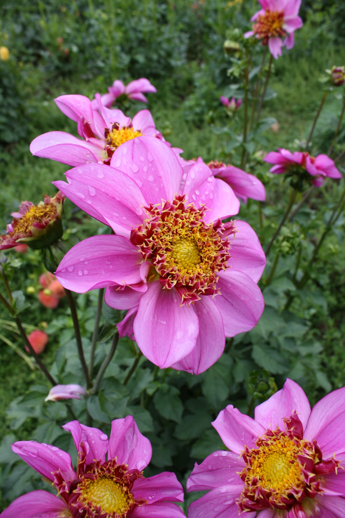 Dad's Favorite Dahlia Tuber