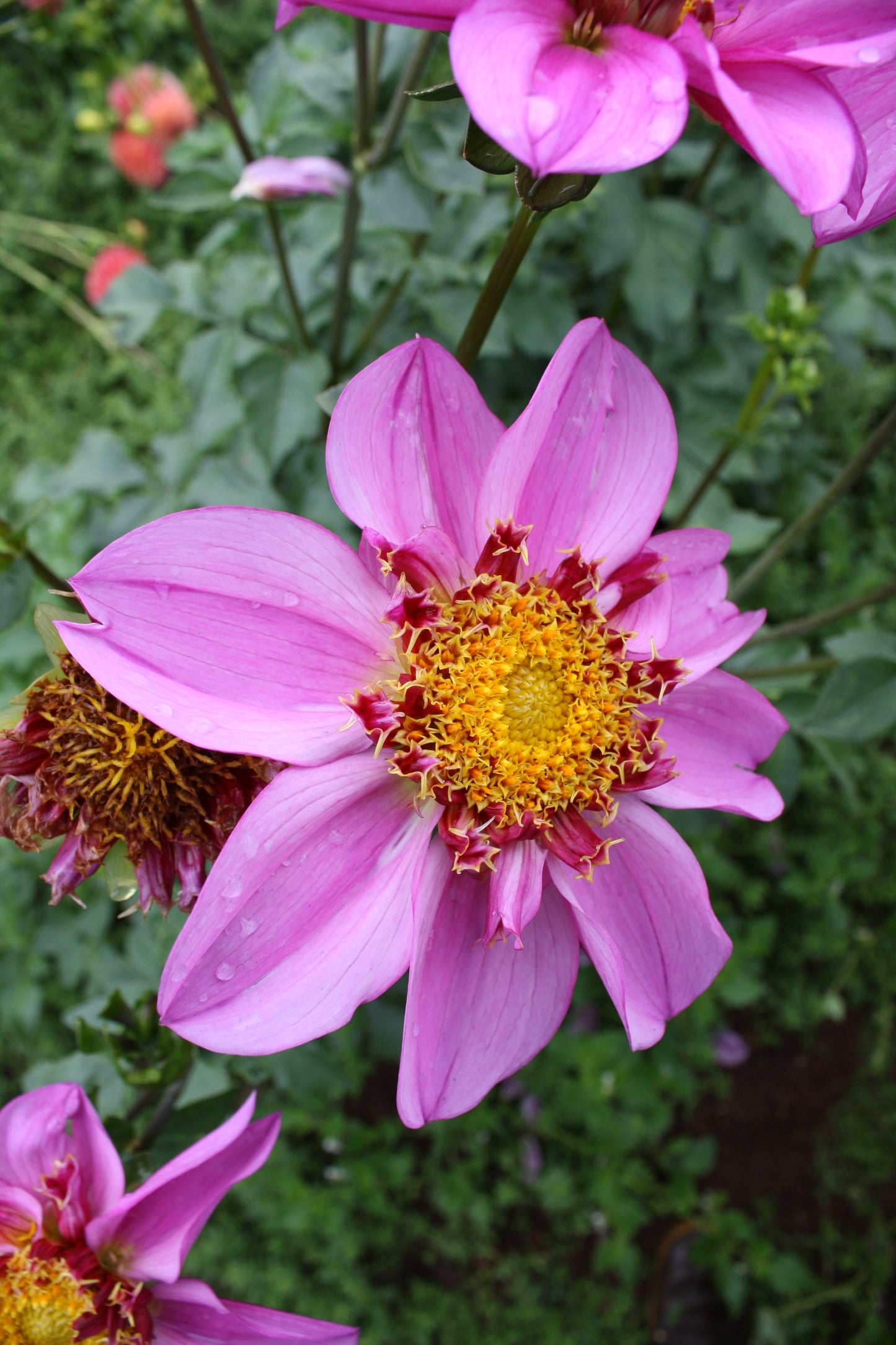 Dad's Favorite Dahlia Tuber