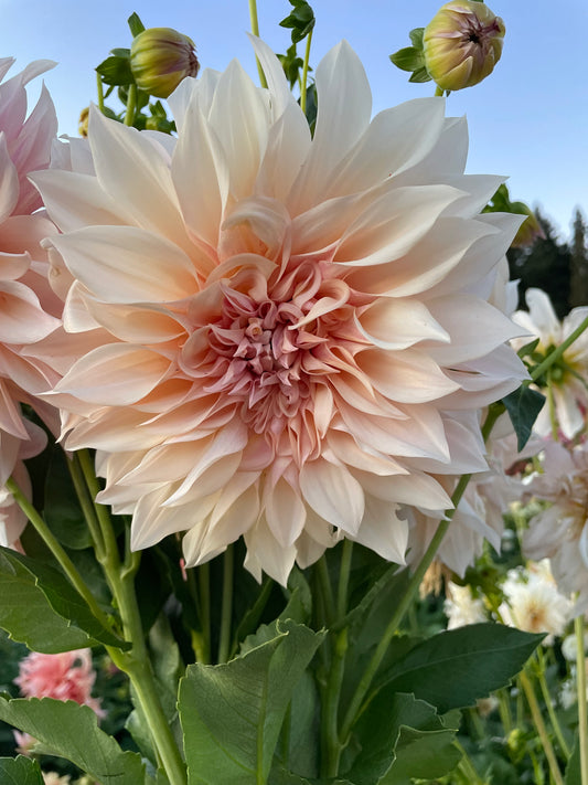 Cafe au Lait Dahlia Tuber
