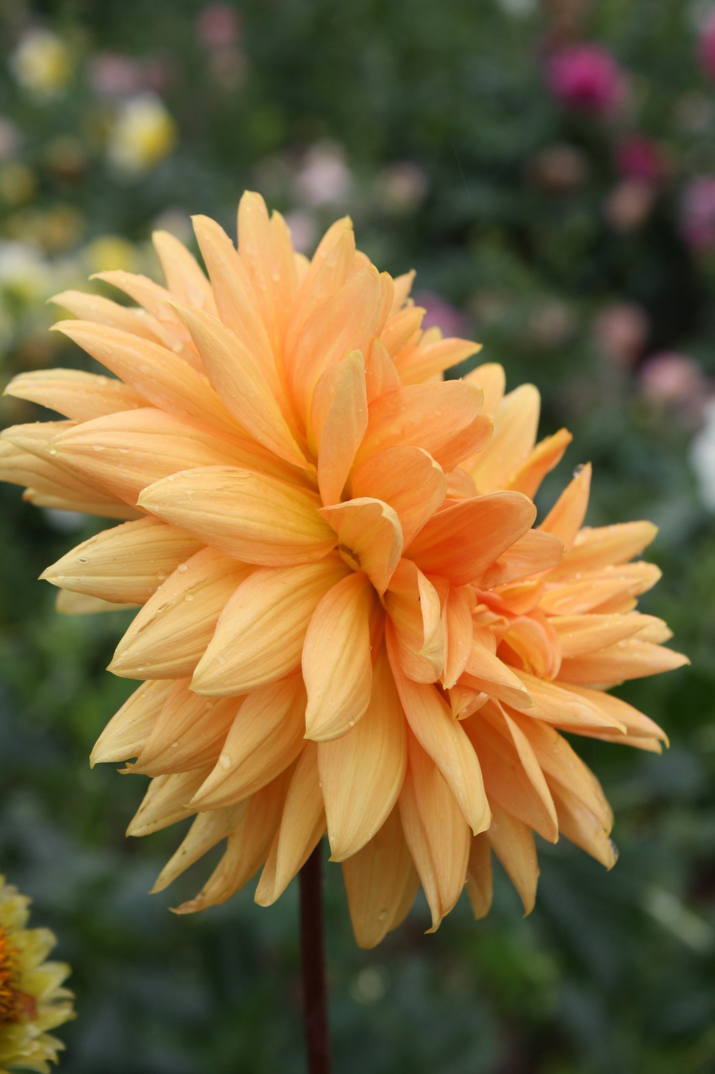 Renate Tozio Dahlia Tuber