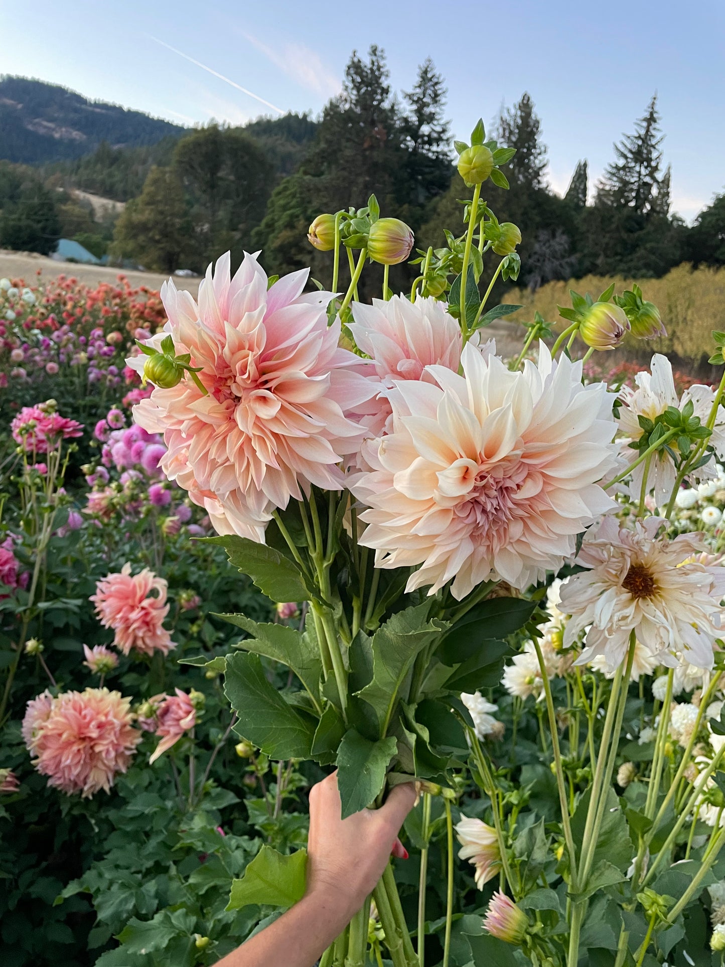 Cafe au Lait Dahlia Tuber