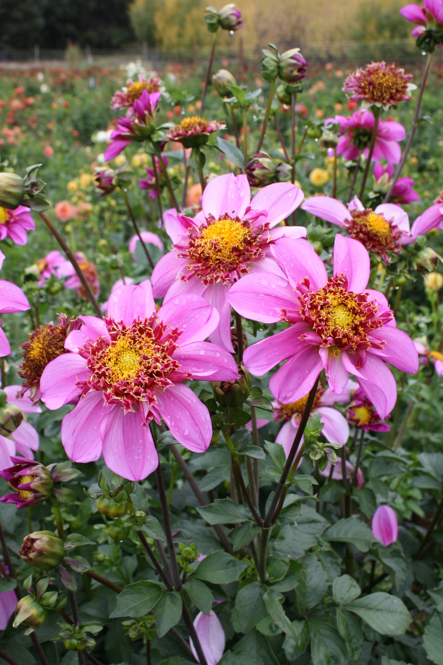 Dad's Favorite Dahlia Tuber