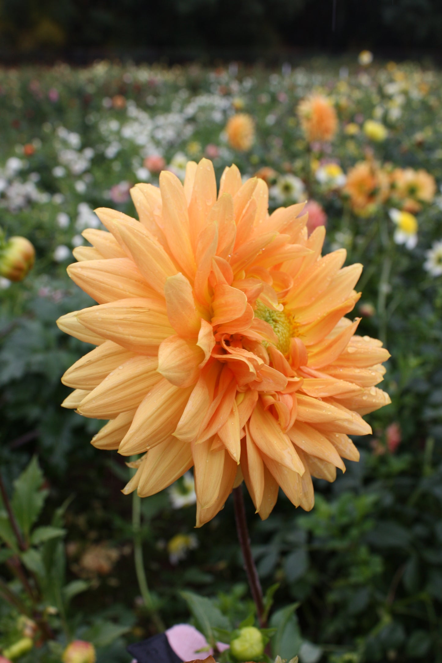 Renate Tozio Dahlia Tuber