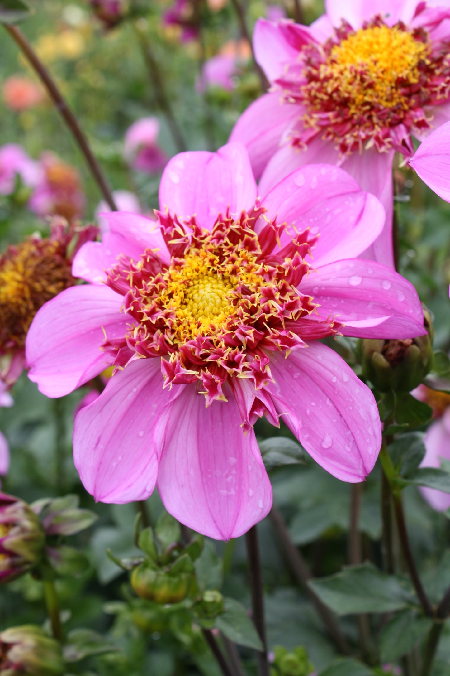 Dad's Favorite Dahlia Tuber