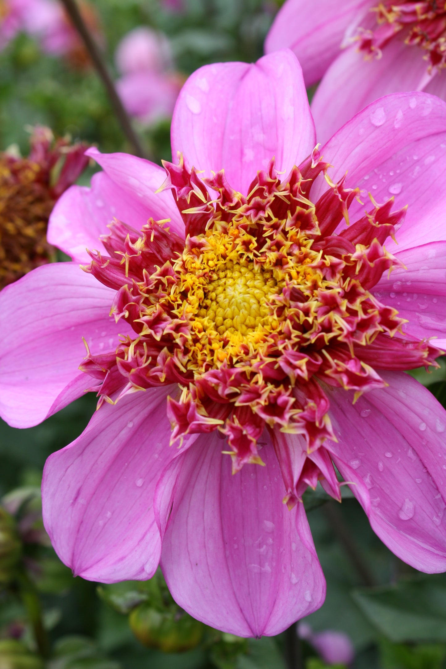 Dad's Favorite Dahlia Tuber