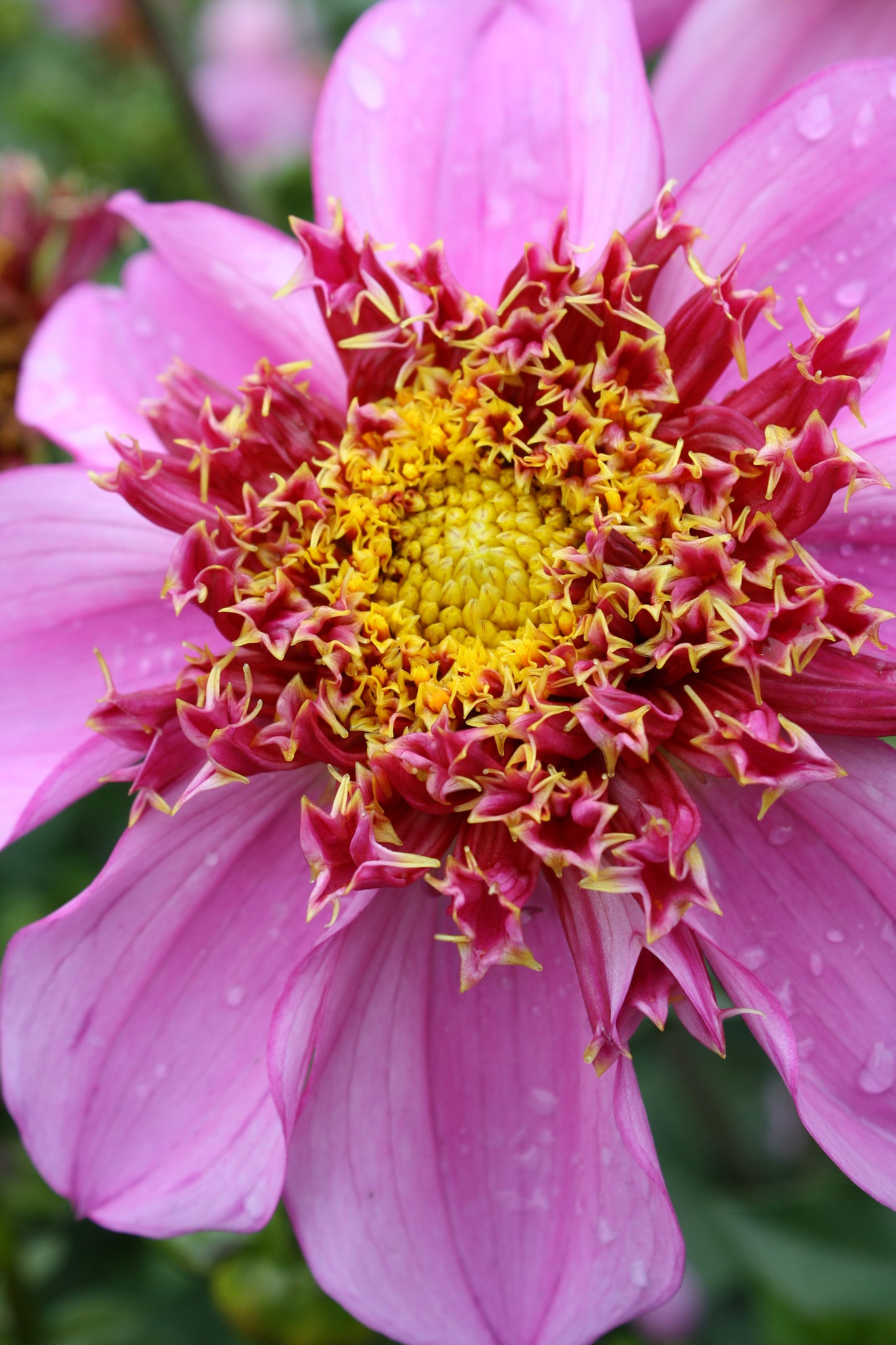 Dad's Favorite Dahlia Tuber