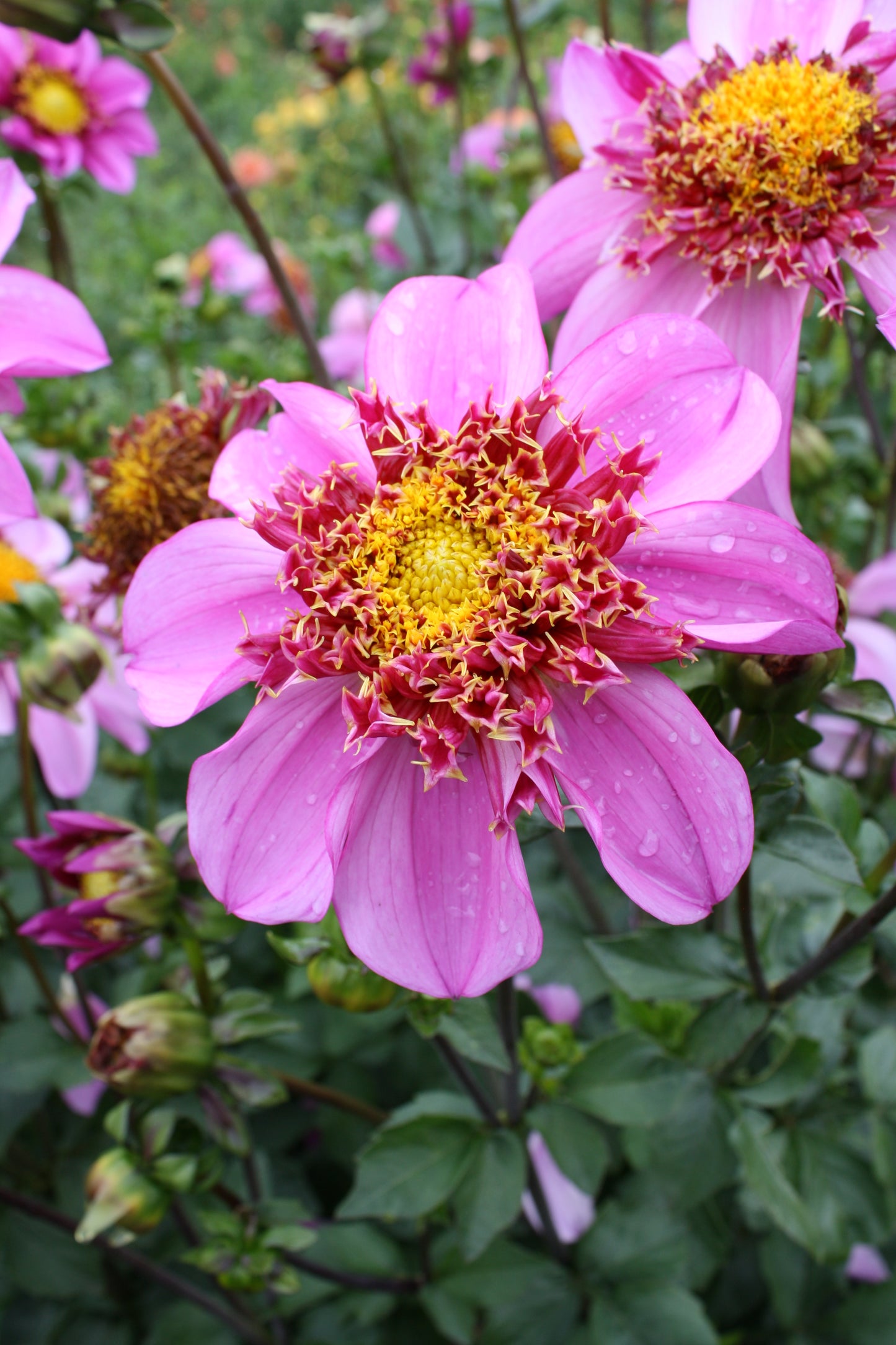 Dad's Favorite Dahlia Tuber