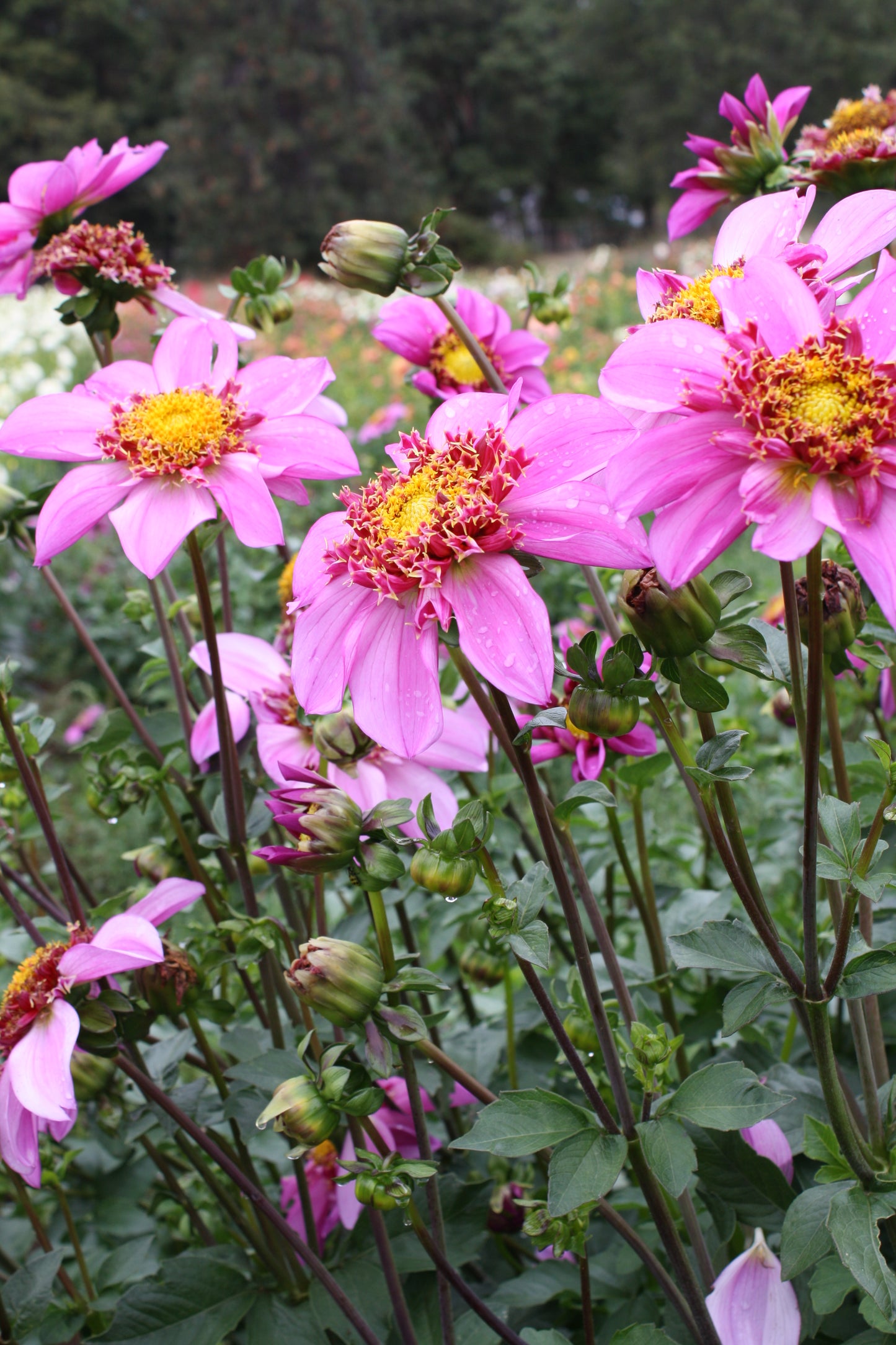 Dad's Favorite Dahlia Tuber
