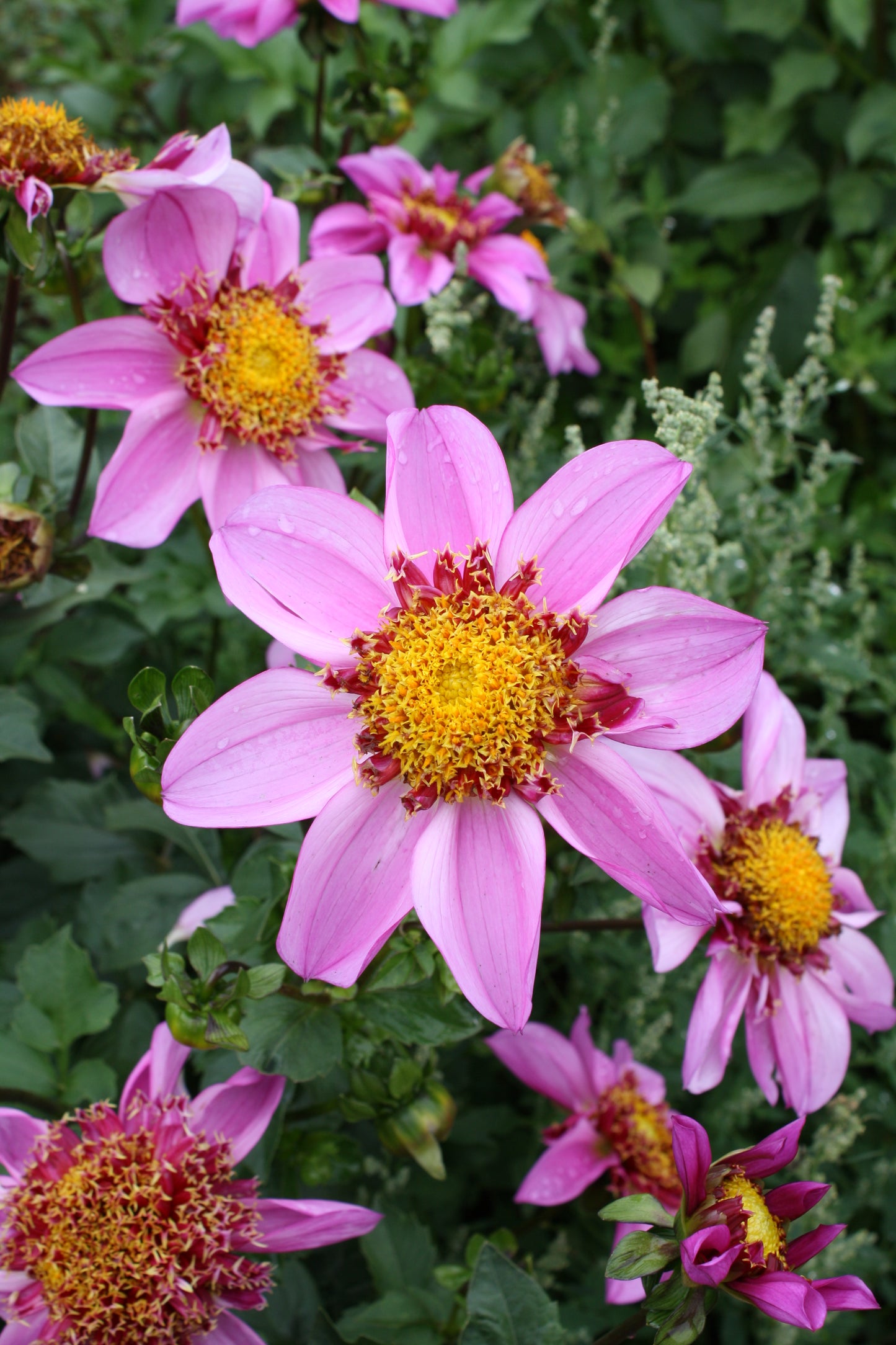 Dad's Favorite Dahlia Tuber