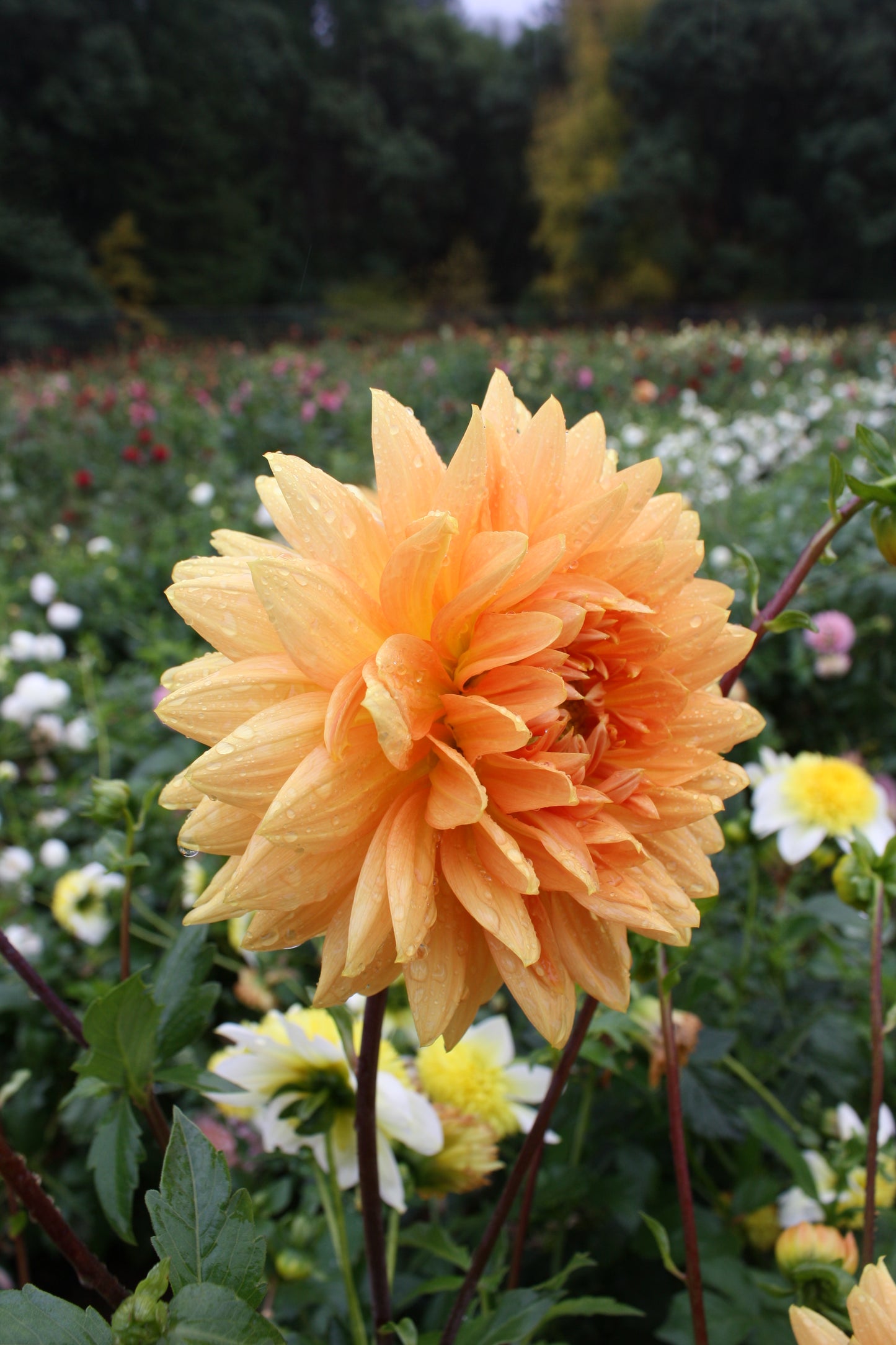 Renate Tozio Dahlia Tuber