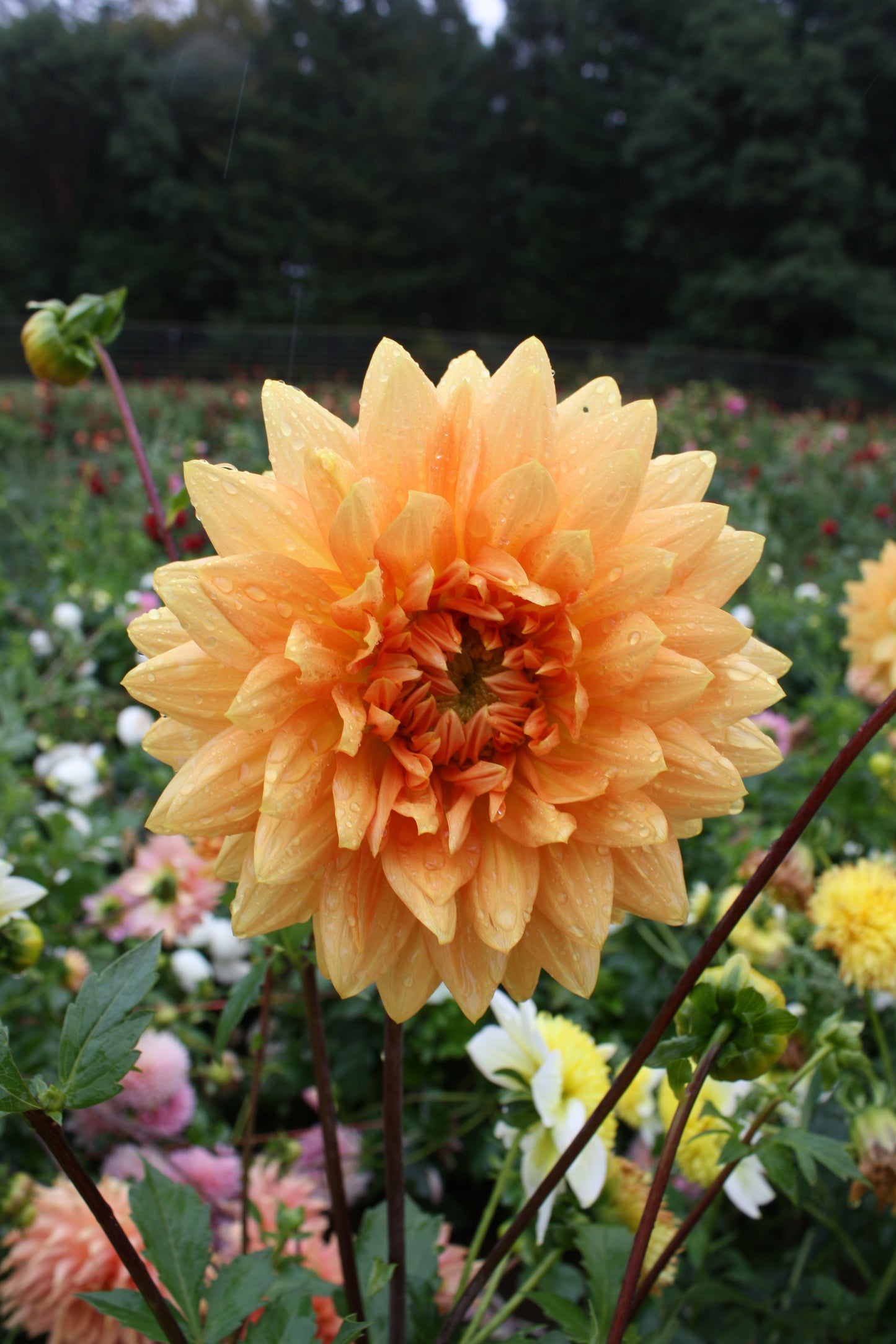 Renate Tozio Dahlia Tuber