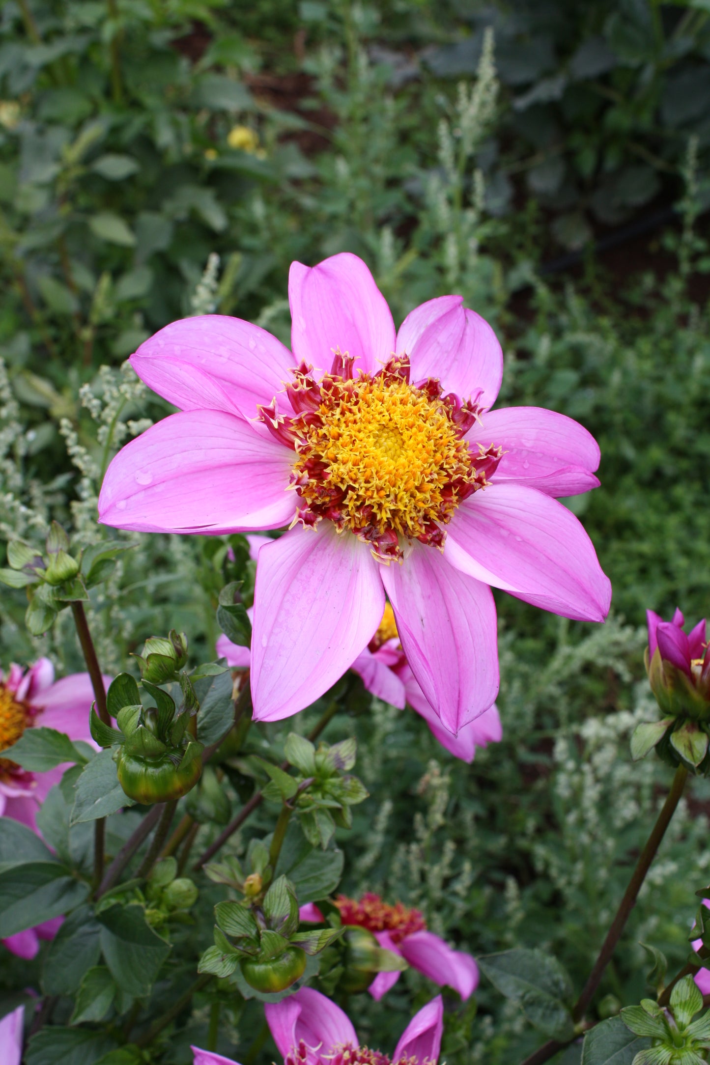 Dad's Favorite Dahlia Tuber