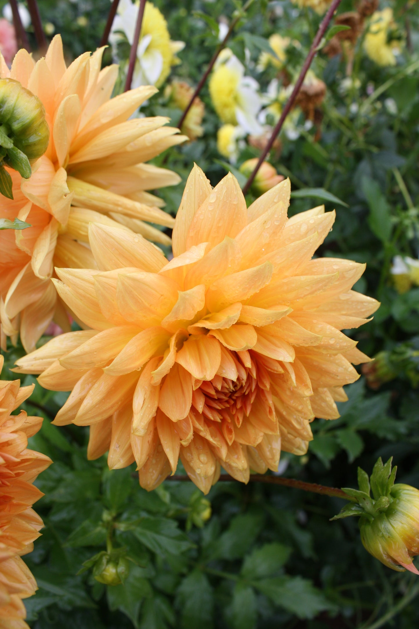 Renate Tozio Dahlia Tuber