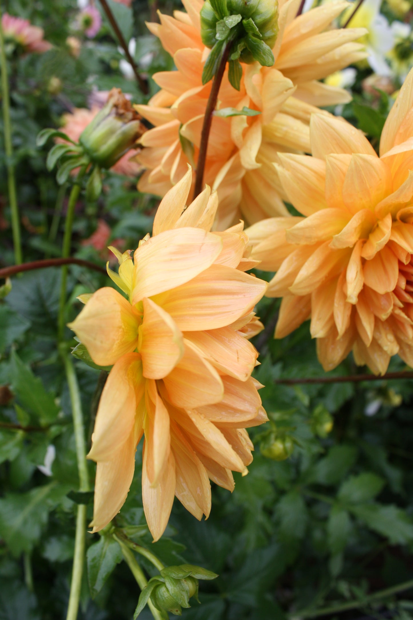 Renate Tozio Dahlia Tuber