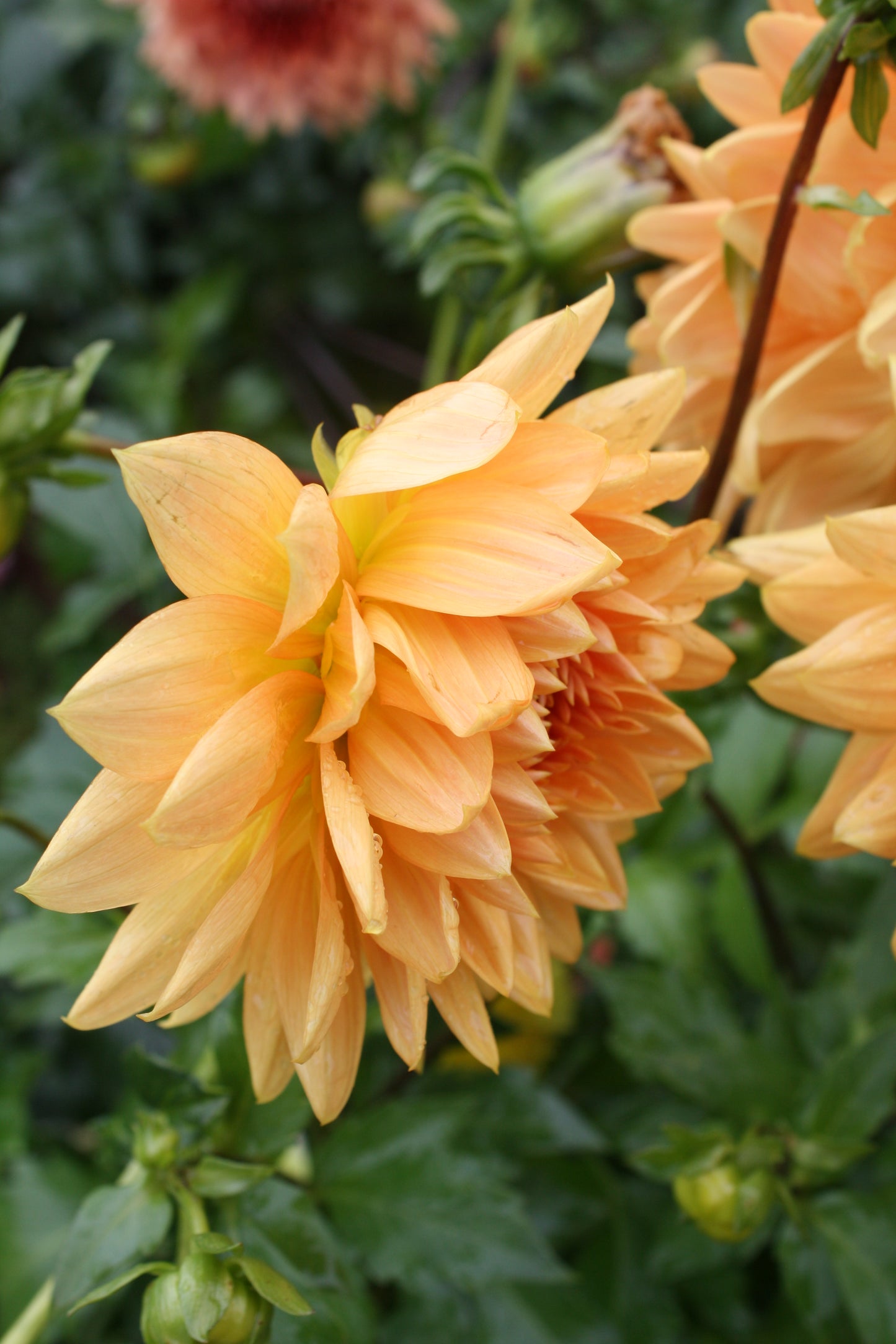 Renate Tozio Dahlia Tuber