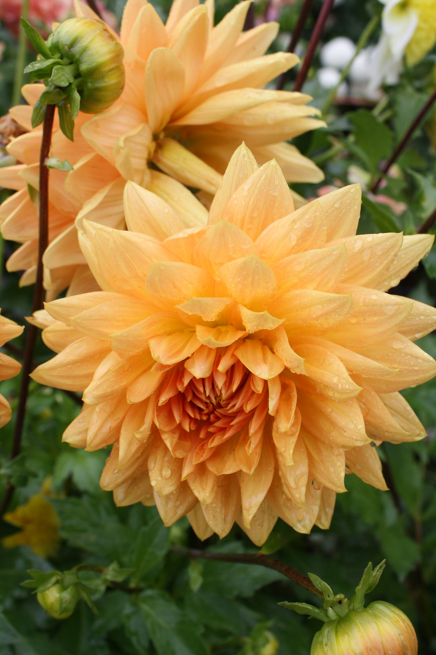 Renate Tozio Dahlia Tuber
