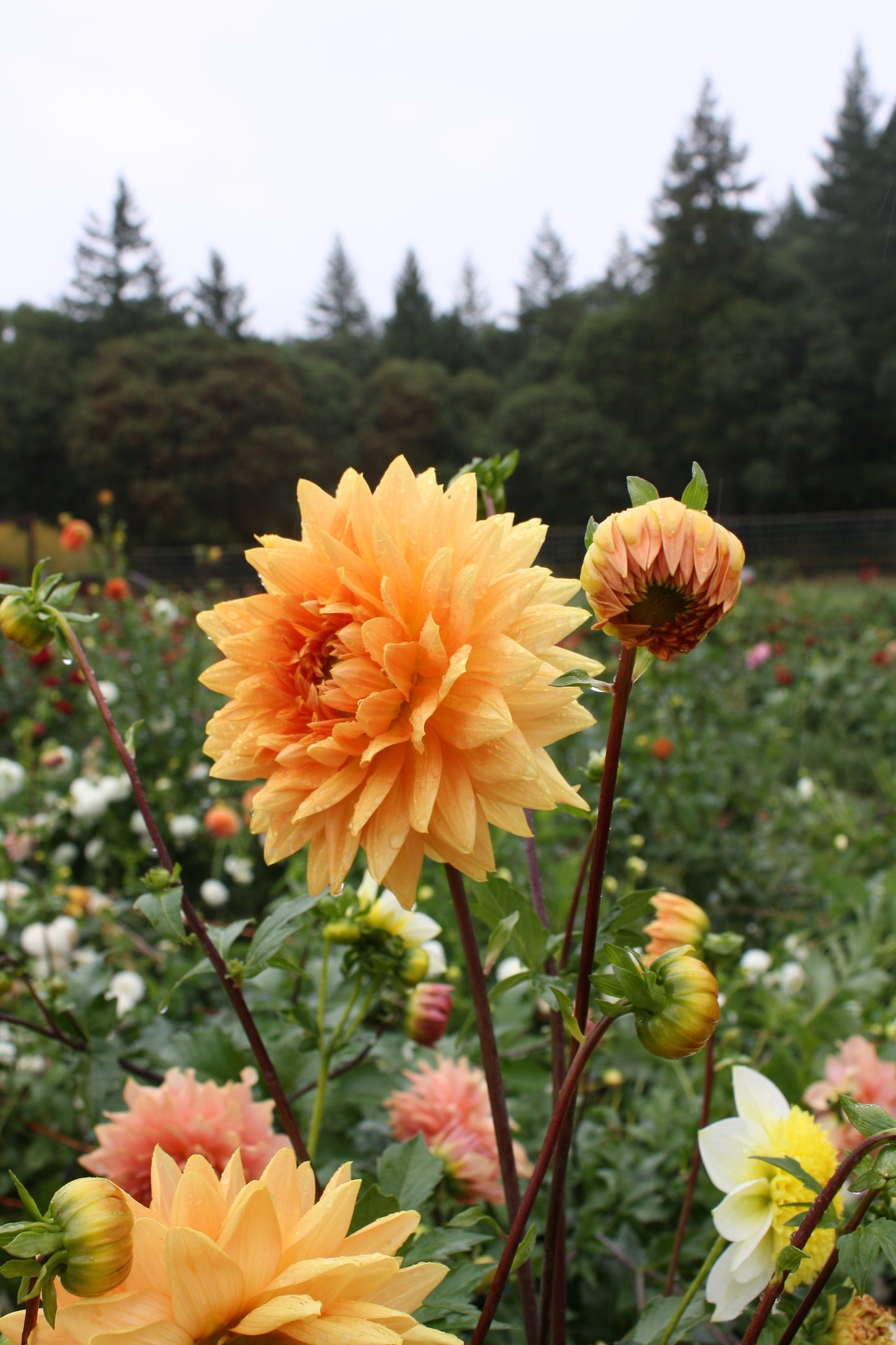 Renate Tozio Dahlia Tuber