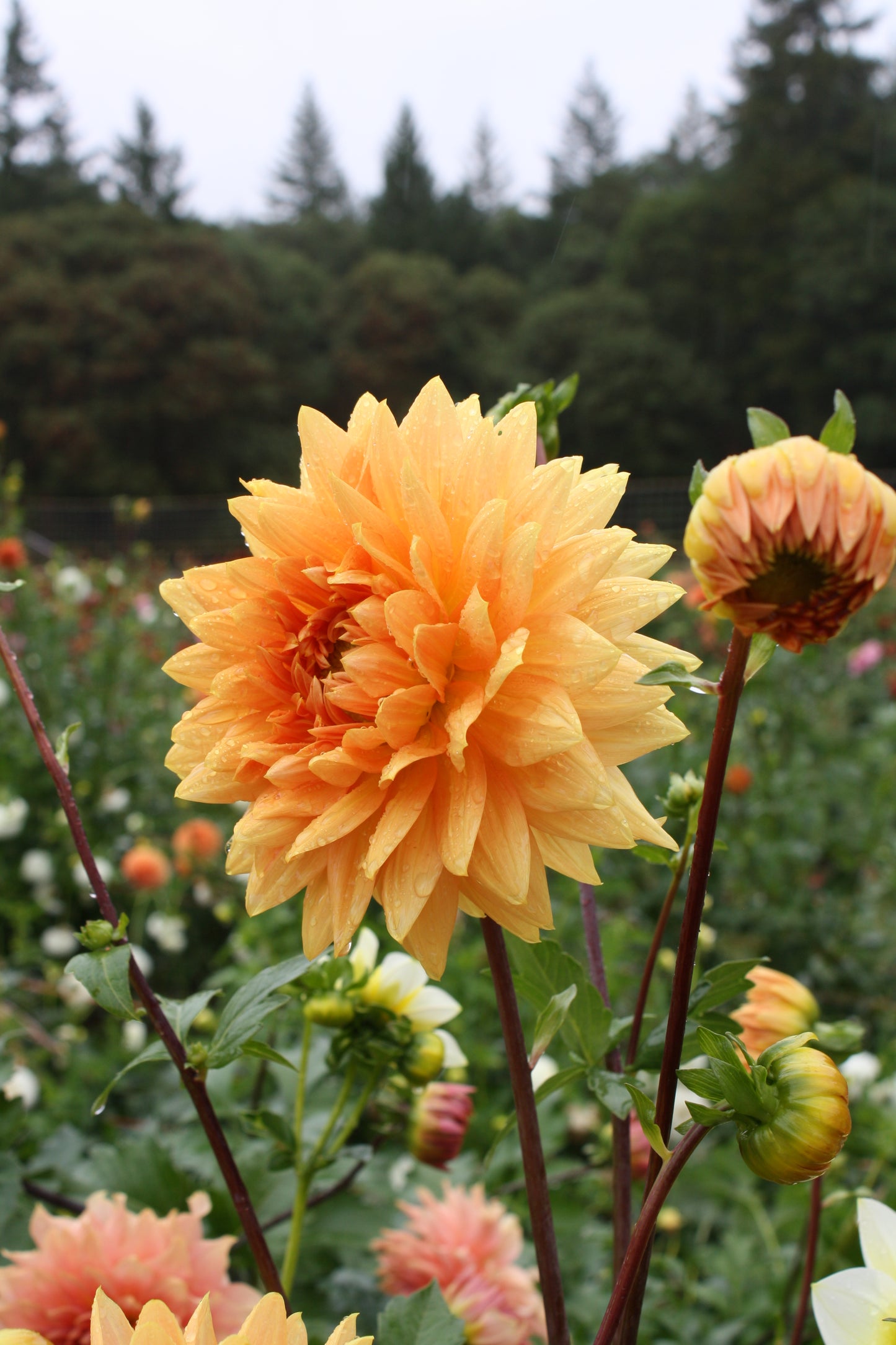 Renate Tozio Dahlia Tuber