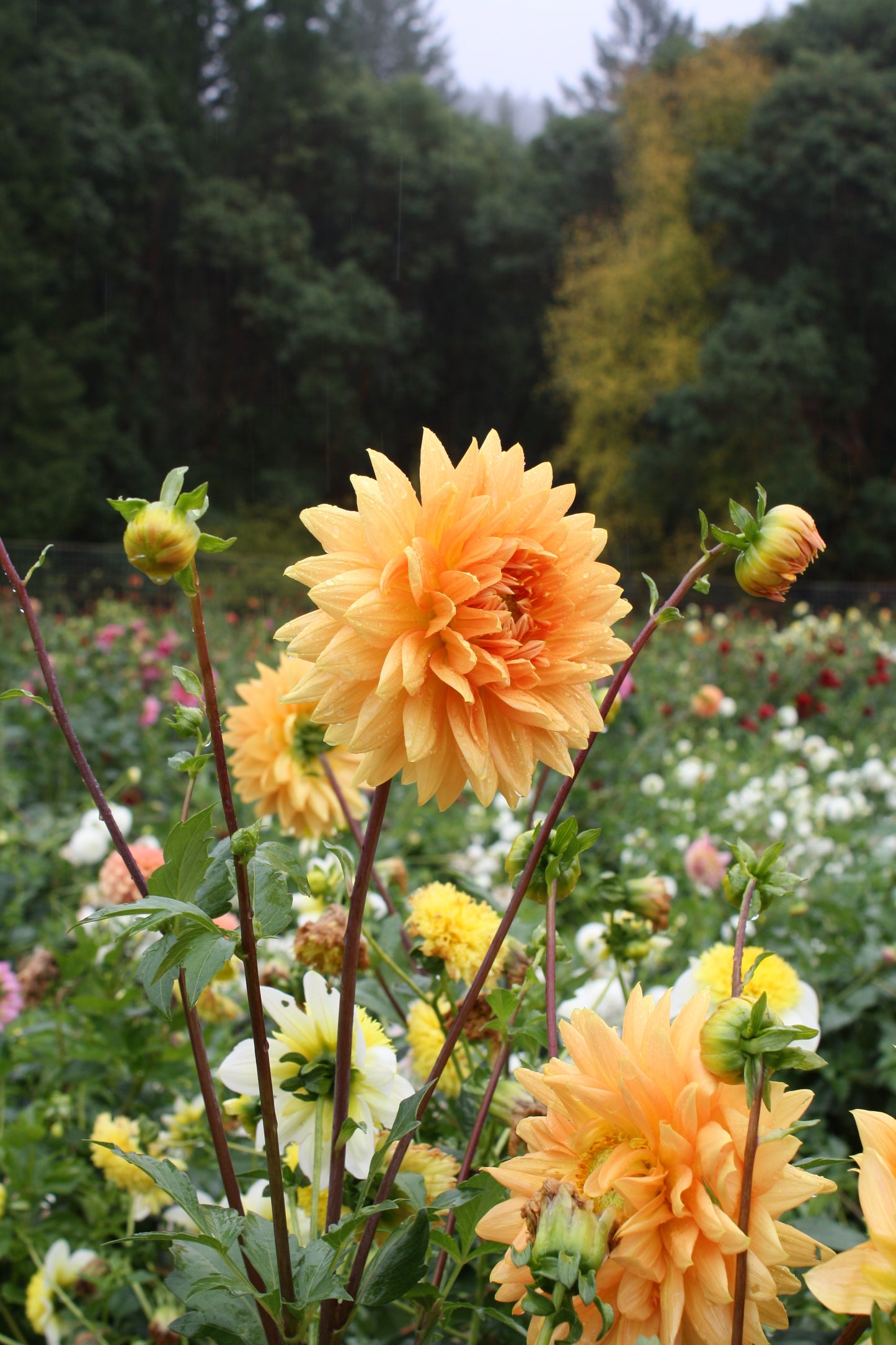 Renate Tozio Dahlia Tuber
