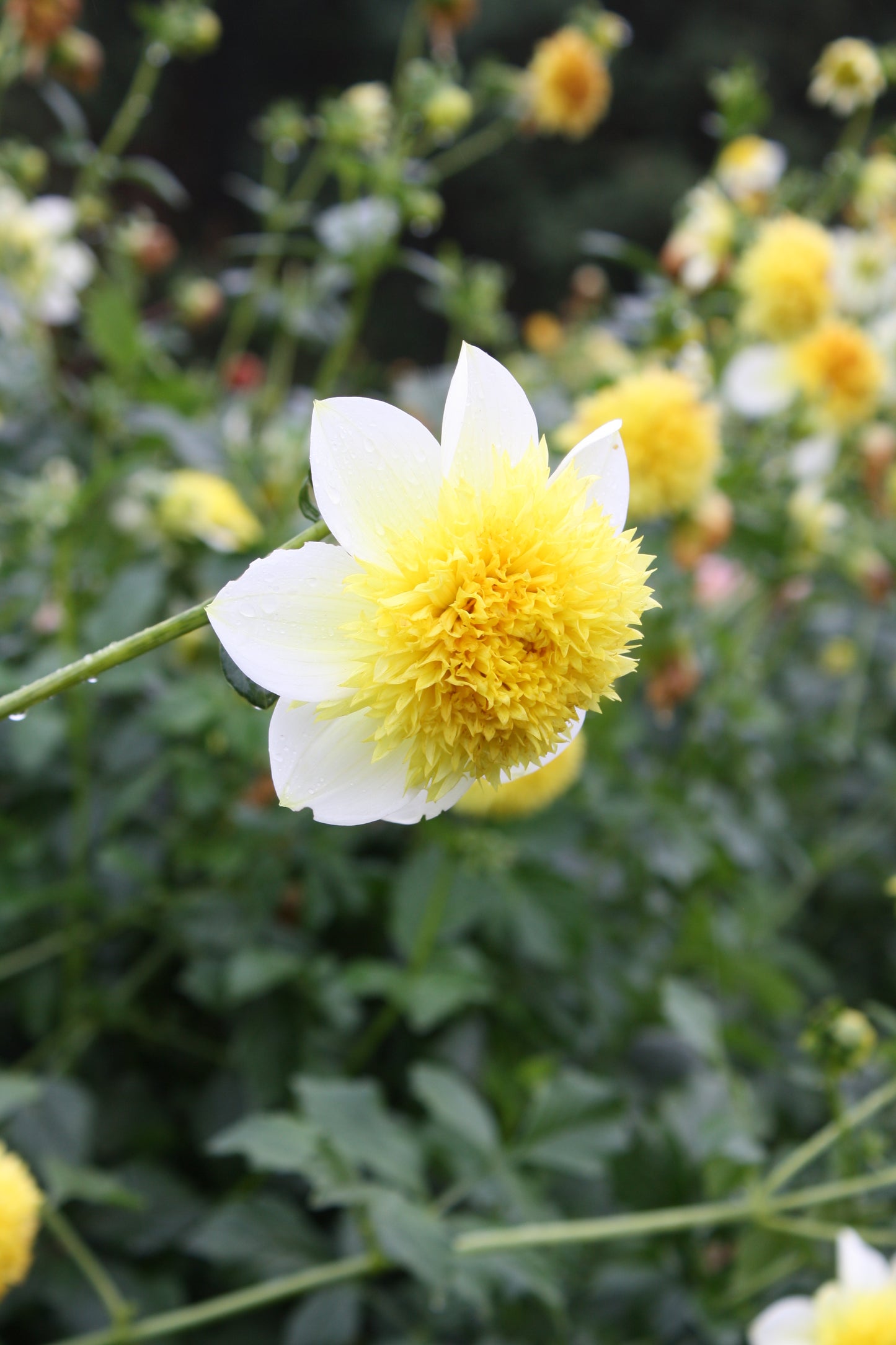 Sandia Summertime Dahlia Tuber