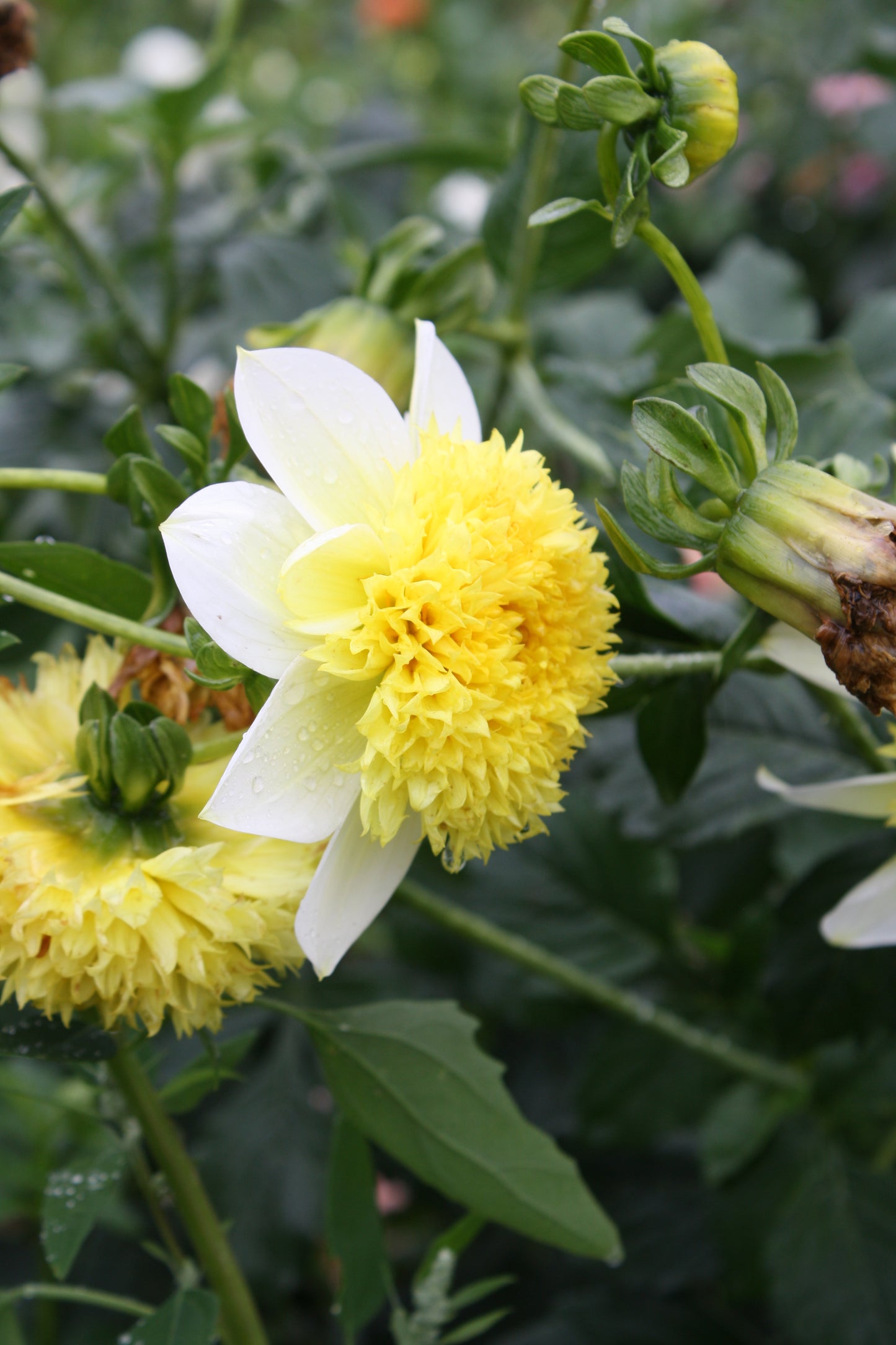 Sandia Summertime Dahlia Tuber