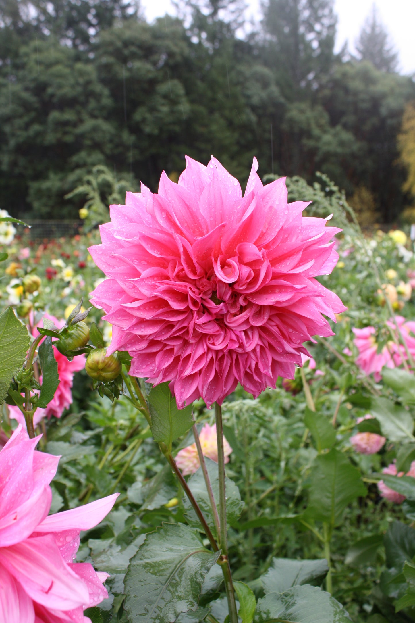 Cafe au Lait Rose Dahlia Tuber