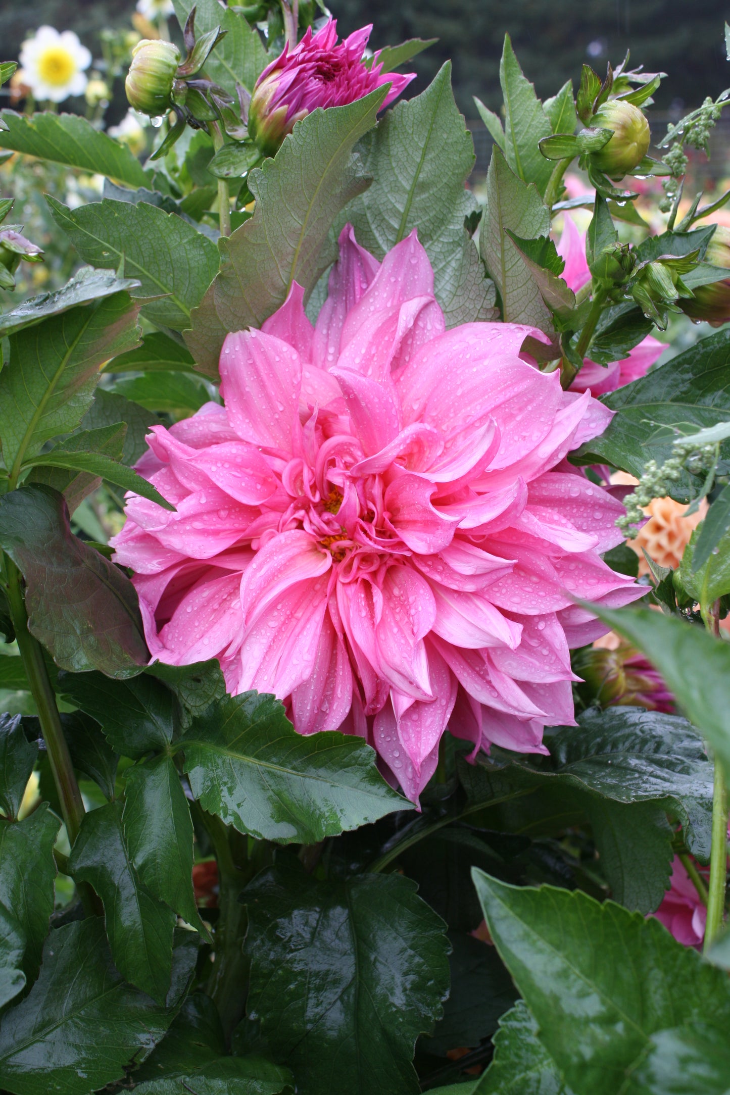 Cafe au Lait Rose Dahlia Tuber
