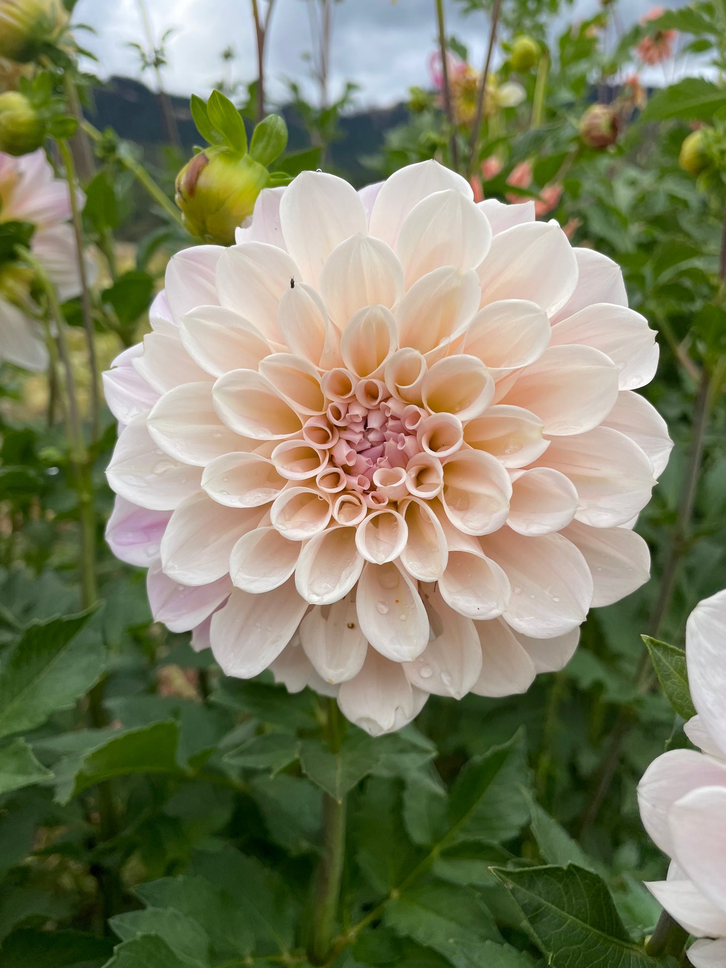 Sweet Nathalie Dahlia Tuber