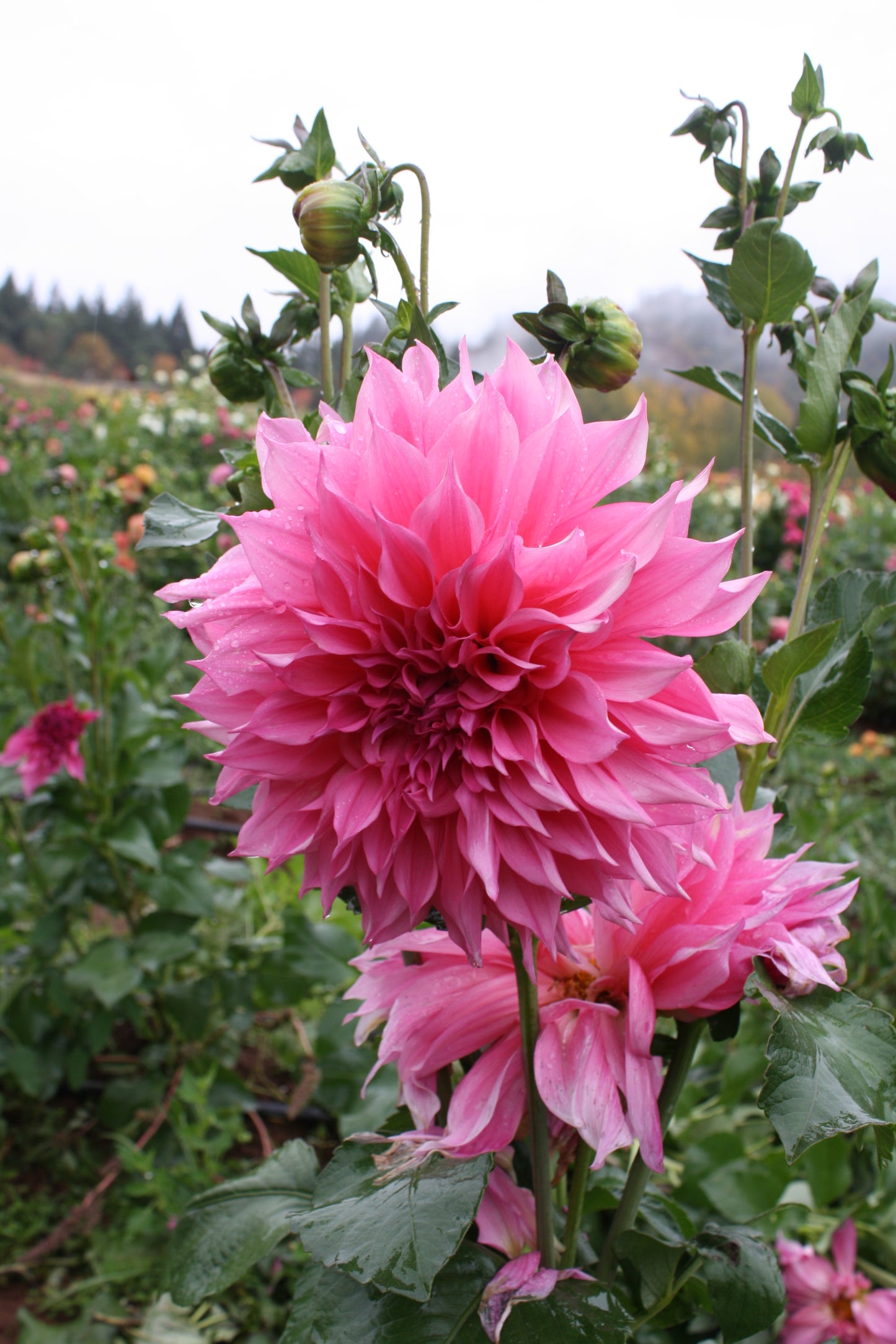 Cafe au Lait Rose Dahlia Tuber