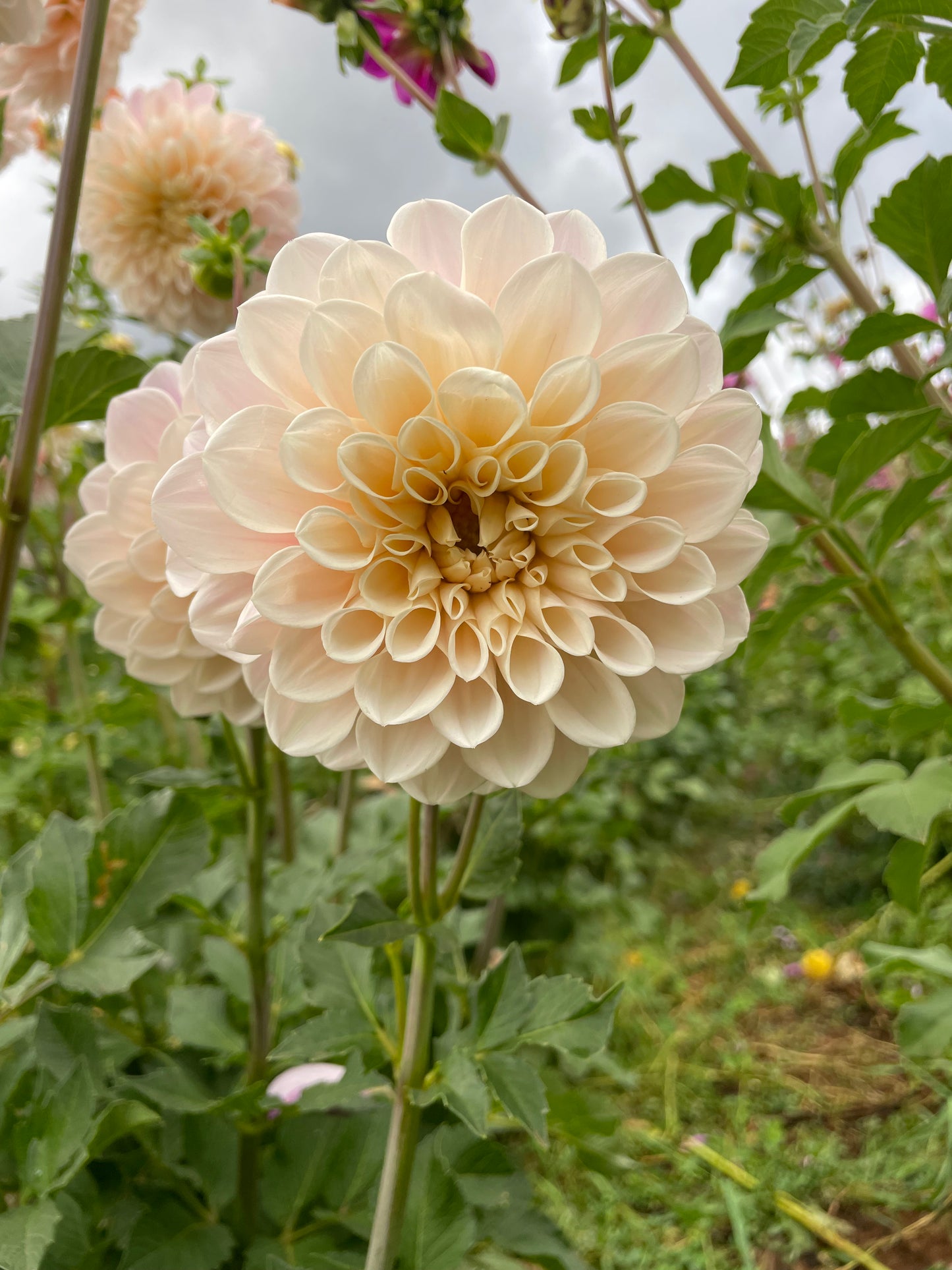 Sweet Nathalie Dahlia Tuber