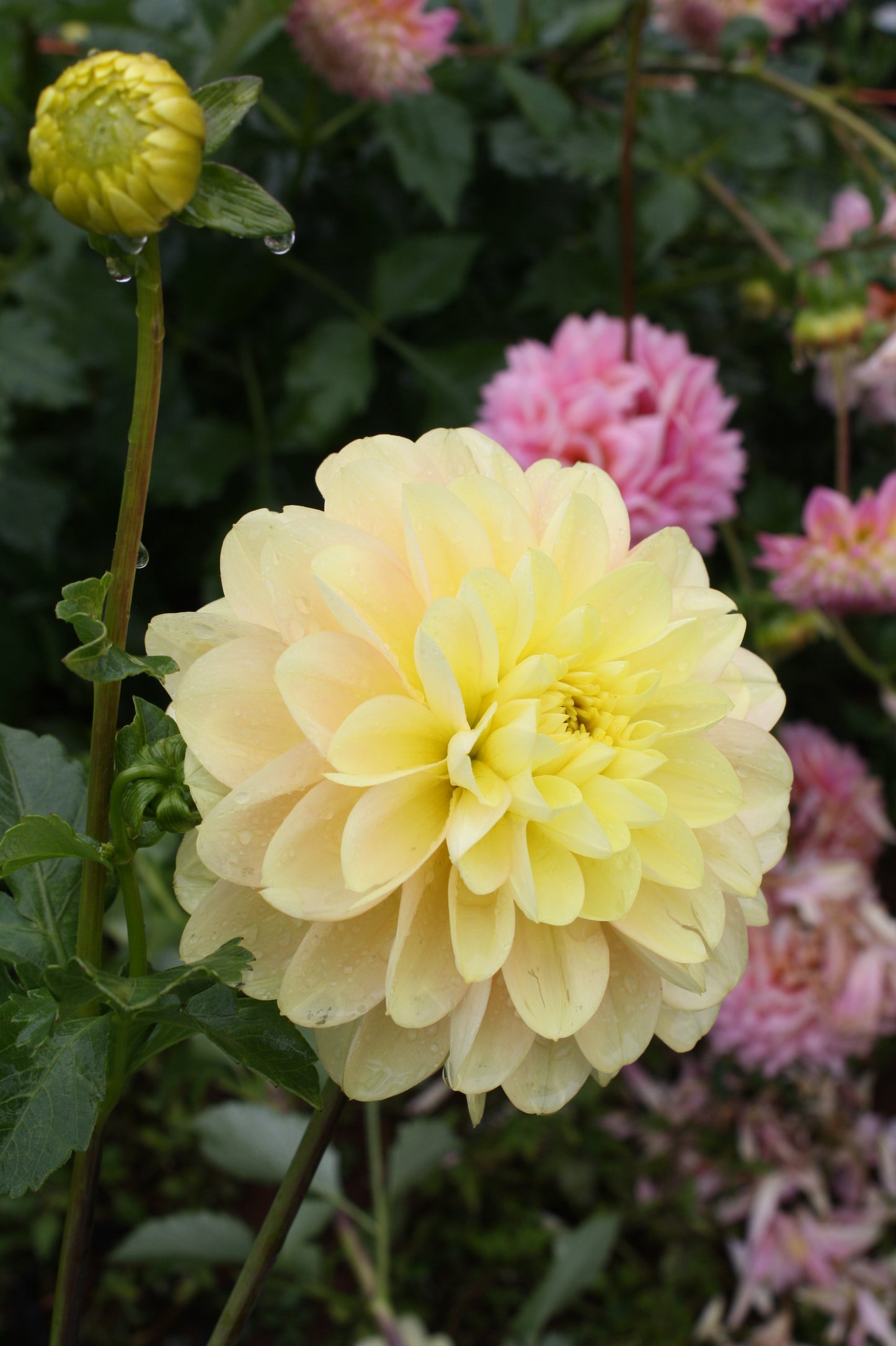 Daydreamer Dahlia Tuber