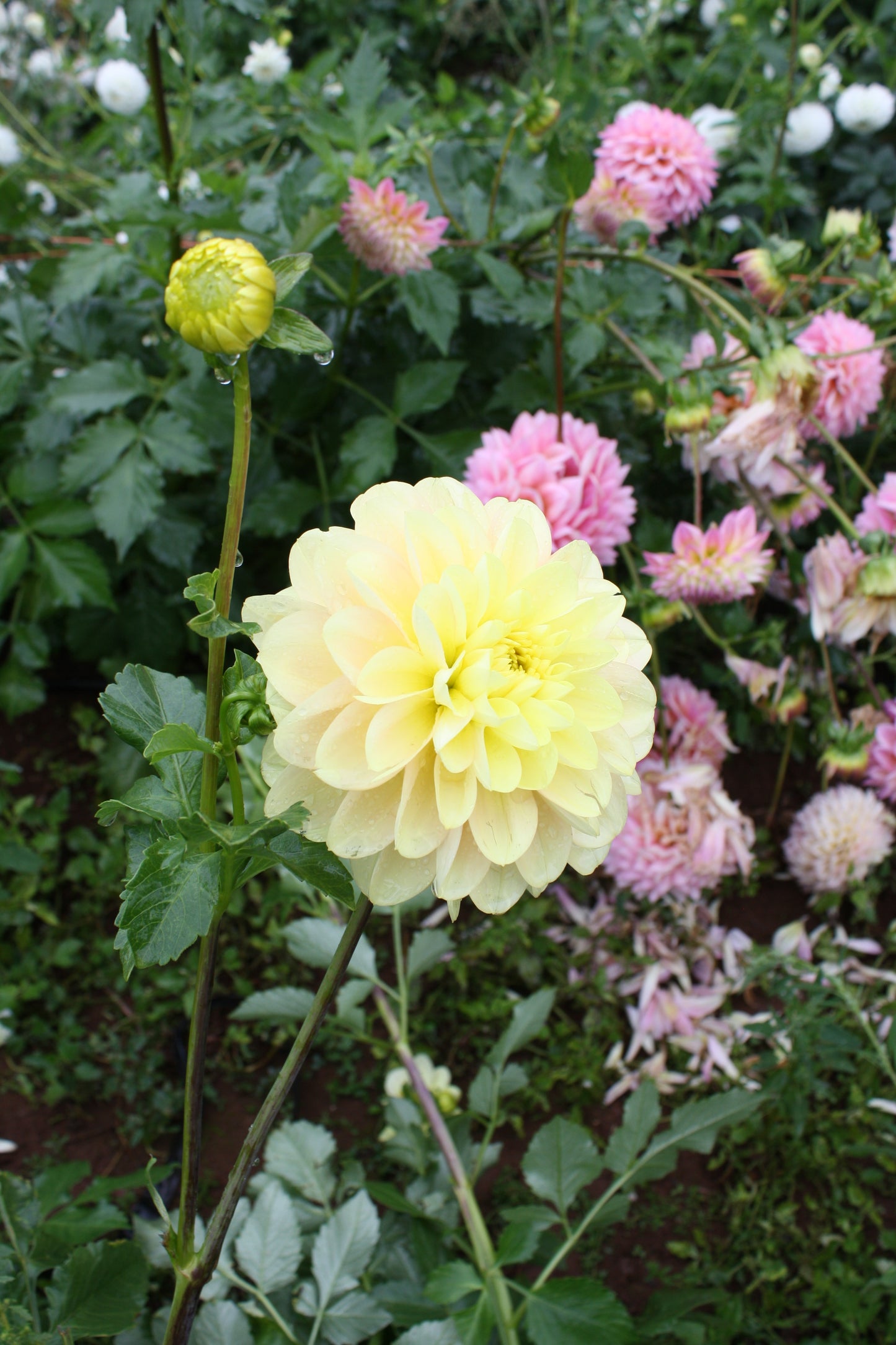 Daydreamer Dahlia Tuber