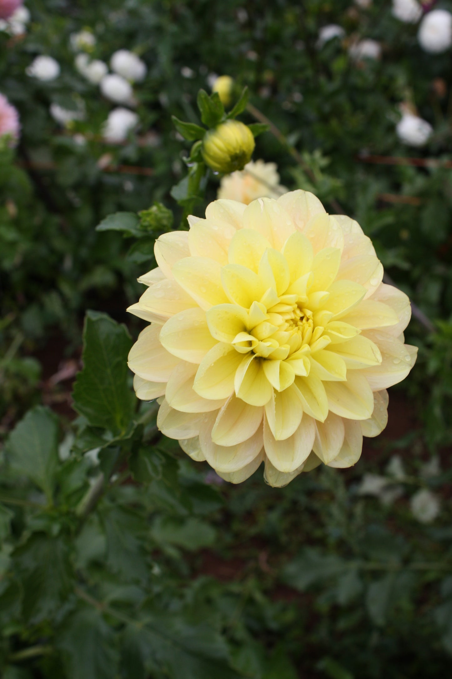 Daydreamer Dahlia Tuber