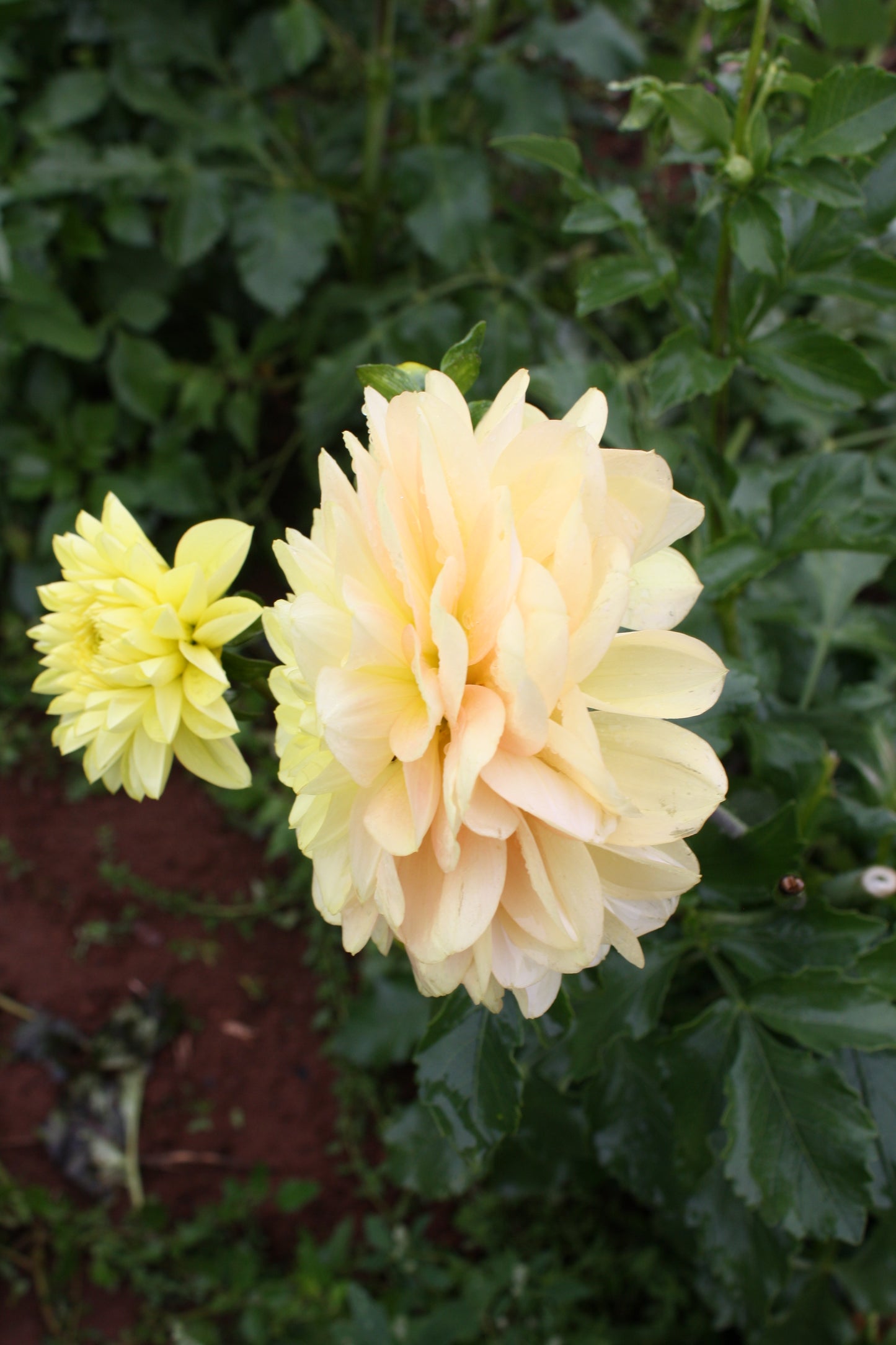 Daydreamer Dahlia Tuber