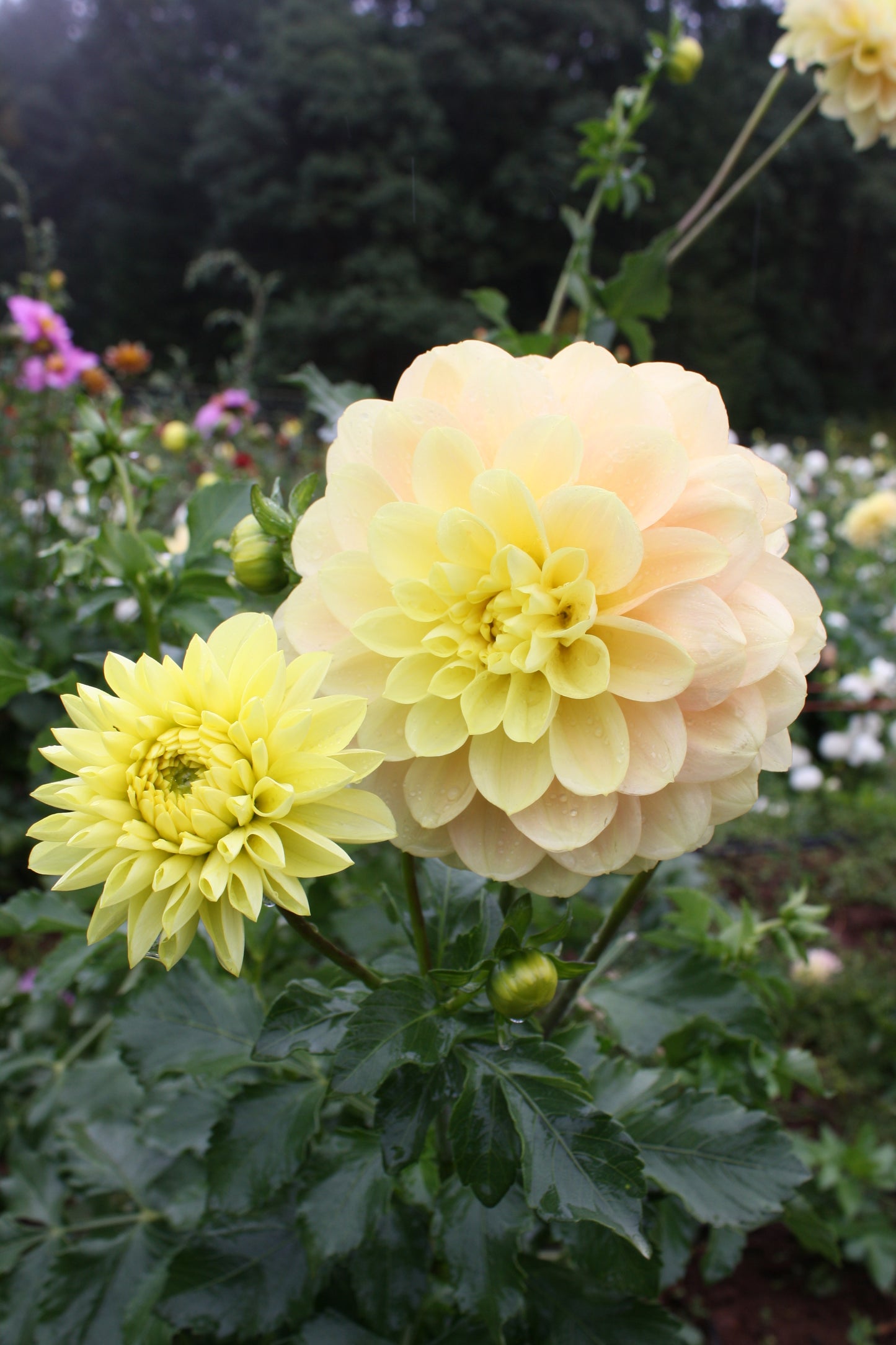 Daydreamer Dahlia Tuber