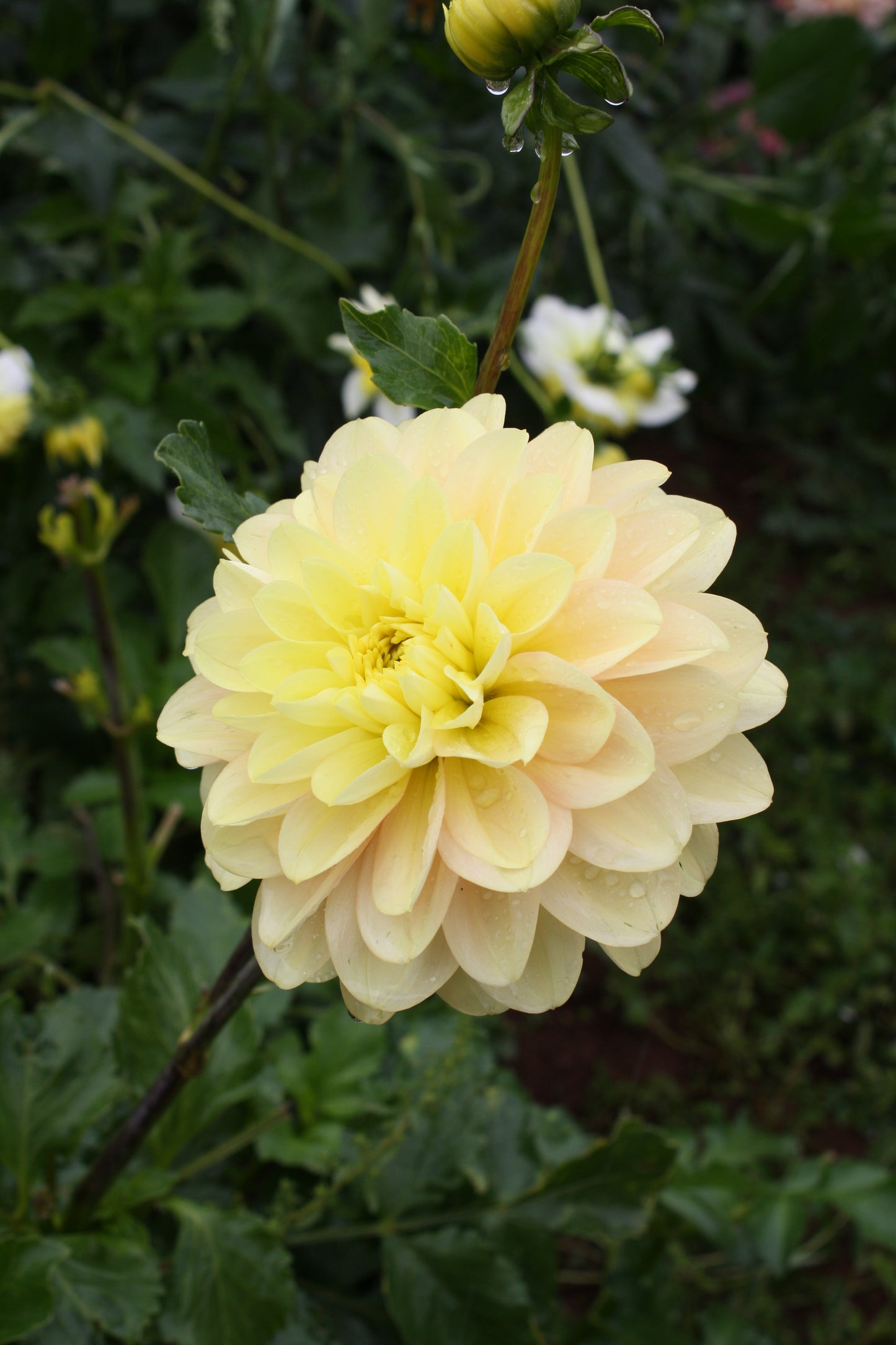 Daydreamer Dahlia Tuber