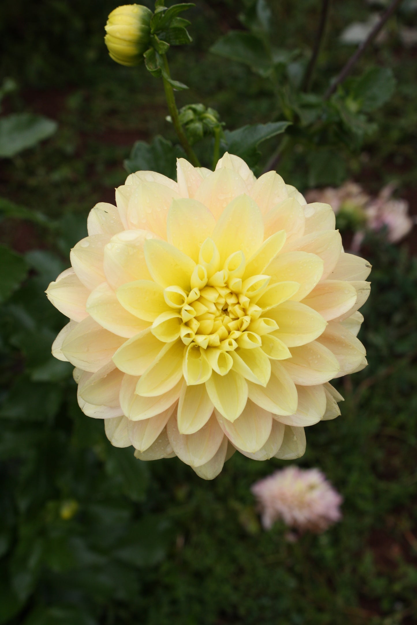 Daydreamer Dahlia Tuber