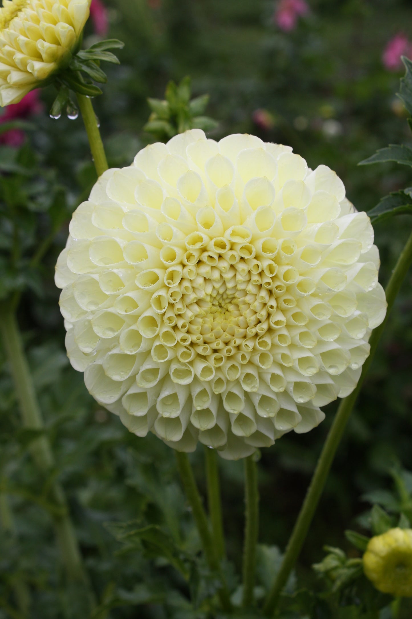 MM Buttercream Dahlia Tuber