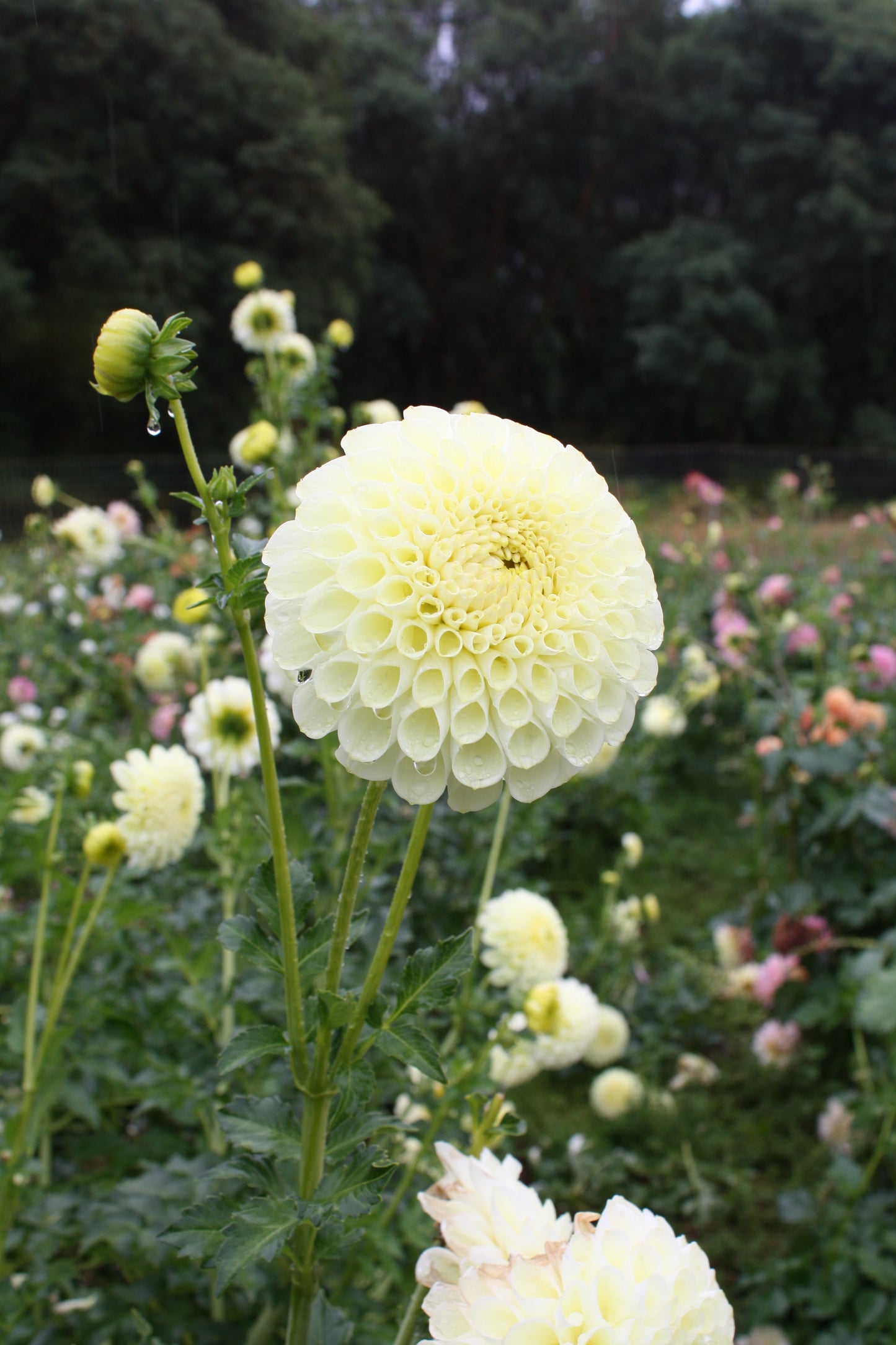 MM Buttercream Dahlia Tuber