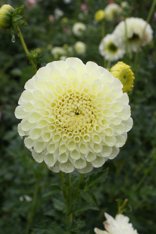 MM Buttercream Dahlia Tuber