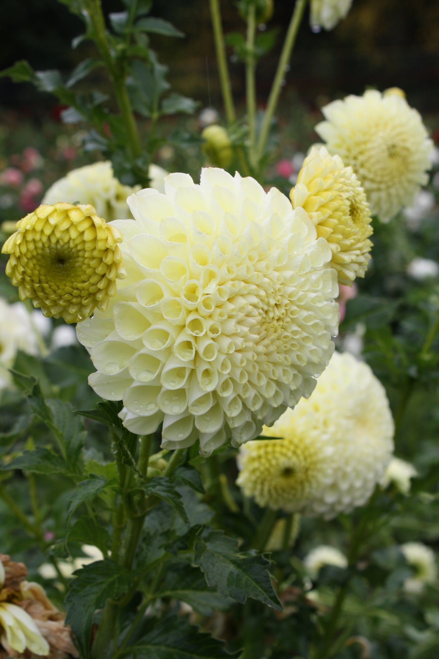 MM Buttercream Dahlia Tuber