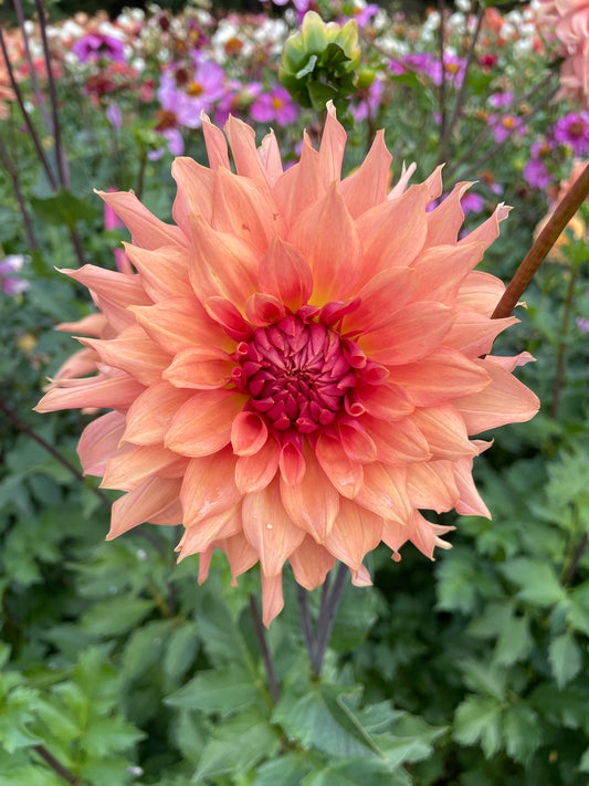 Terracotta Dahlia Tuber