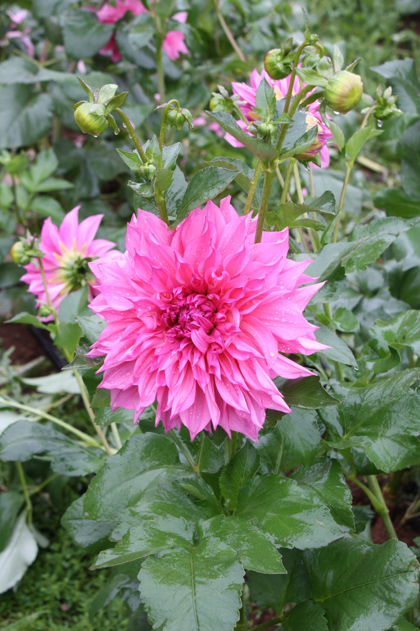Cafe au Lait Rose Dahlia Tuber