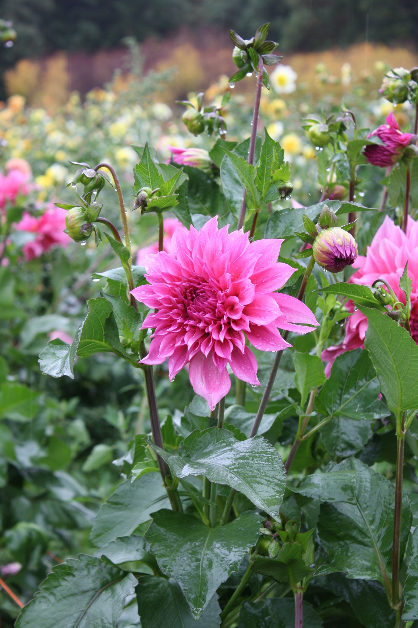 Cafe au Lait Rose Dahlia Tuber