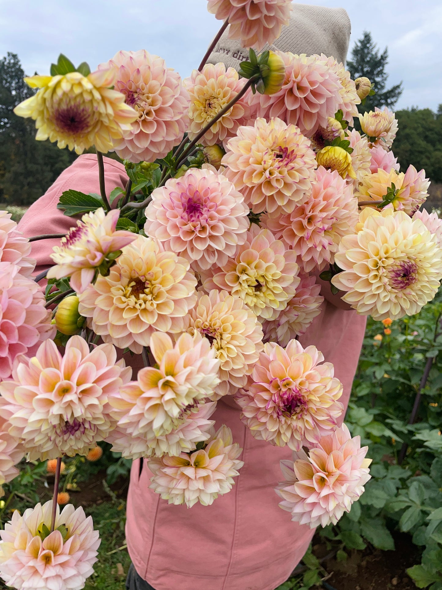 Wine Eyed Jill Dahlia Tuber